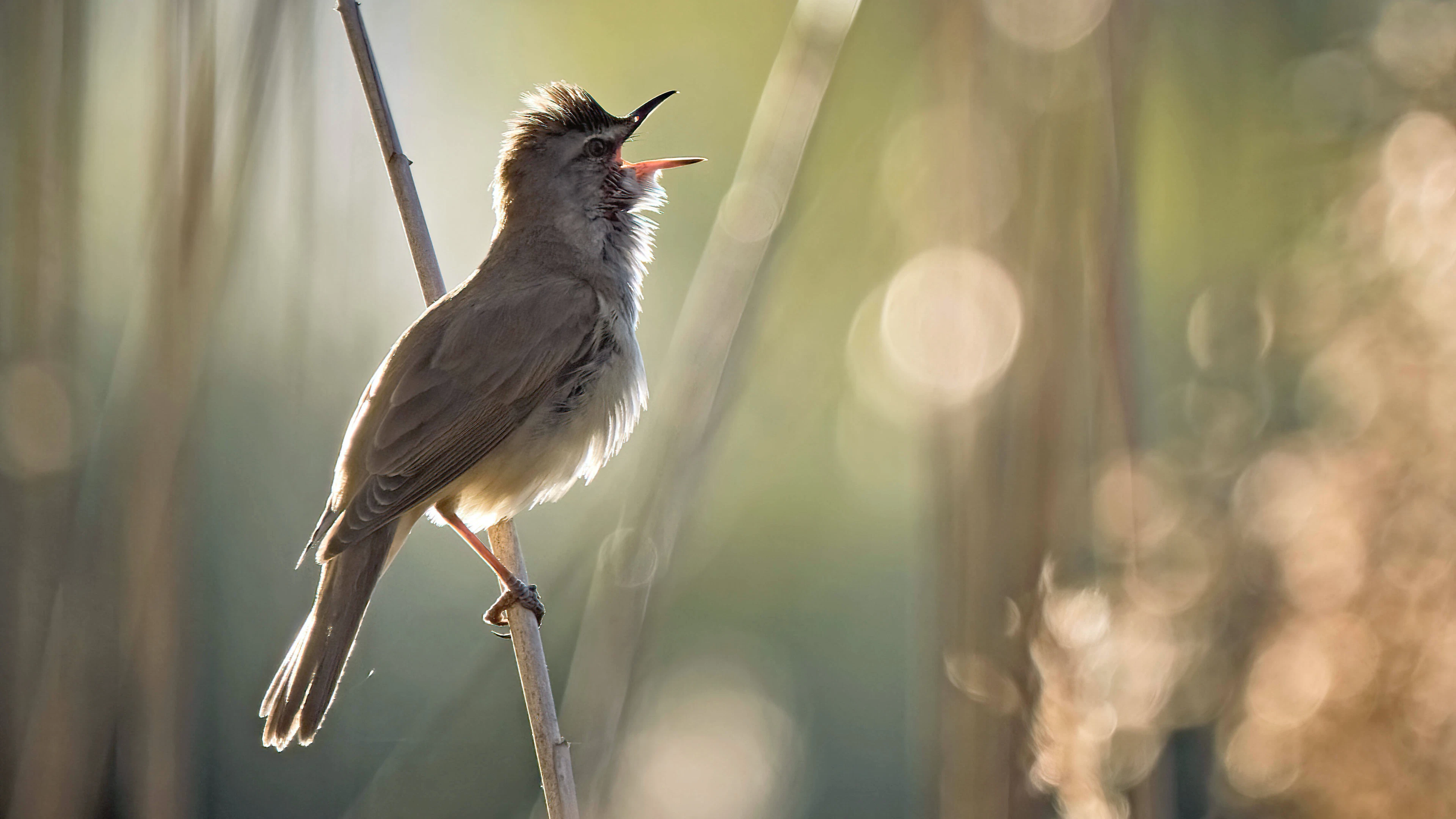 Kleine vogels scheren hoge toppen