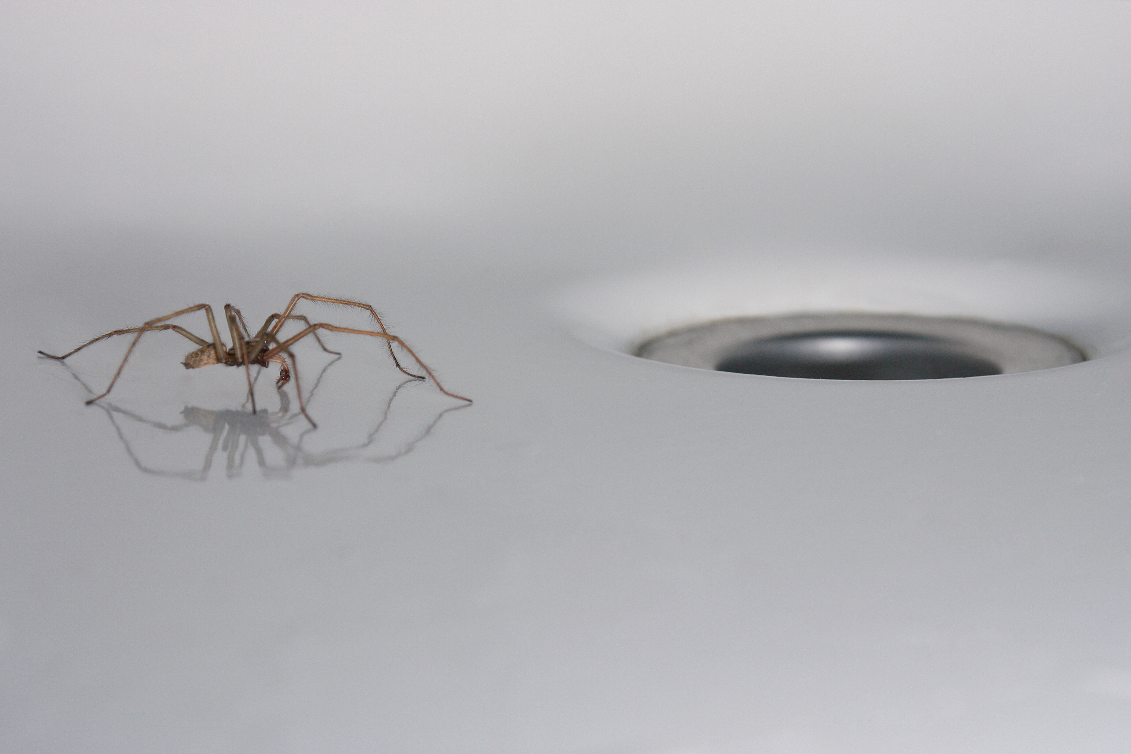 Op safari in je eigen huis