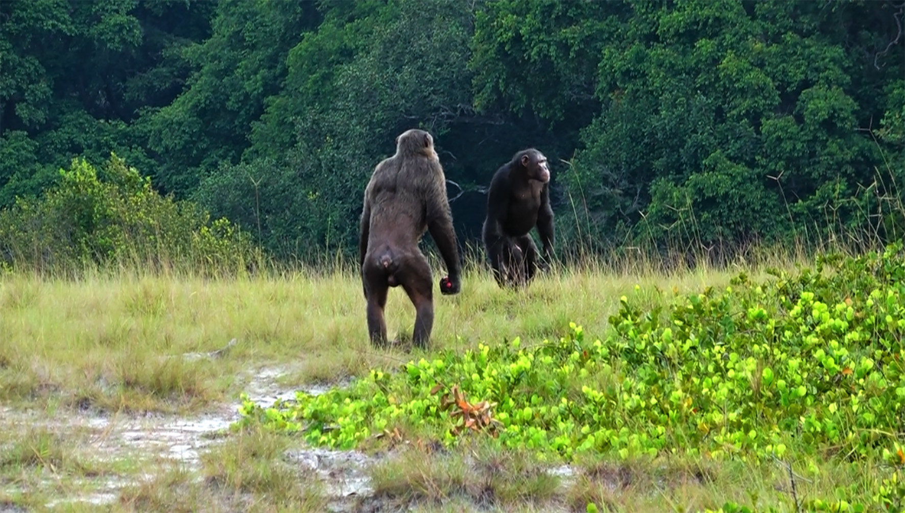 Chimpansees maken gorilla’s kopje kleiner