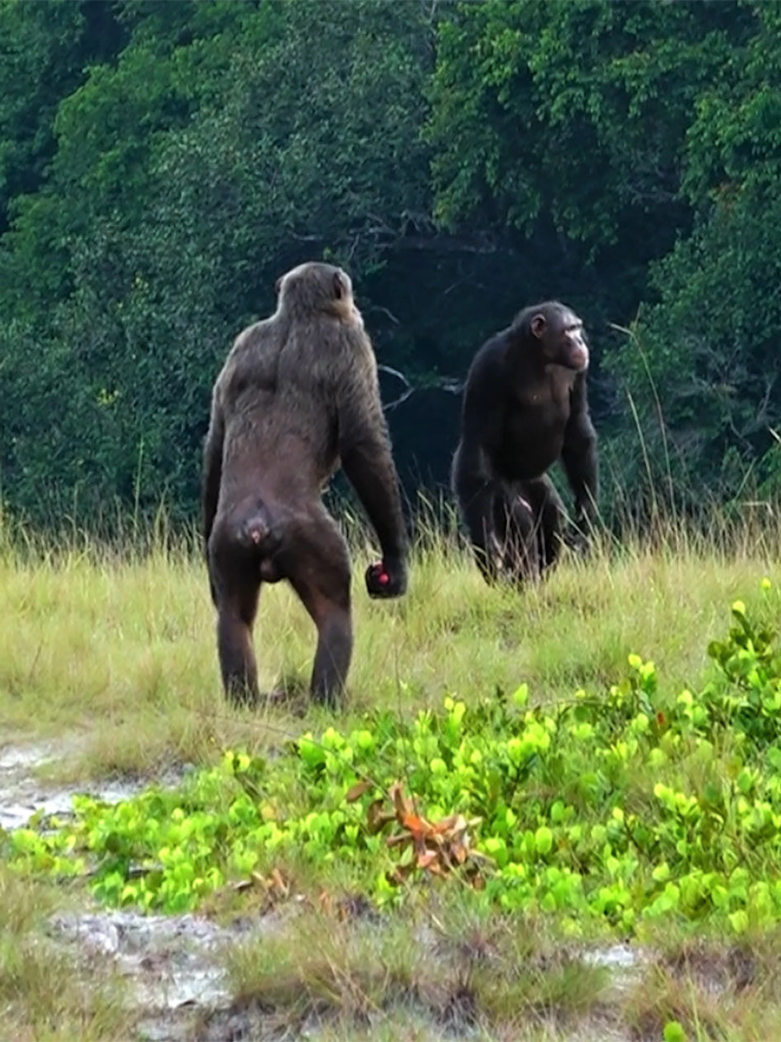 Chimpansees maken gorilla’s kopje kleiner
