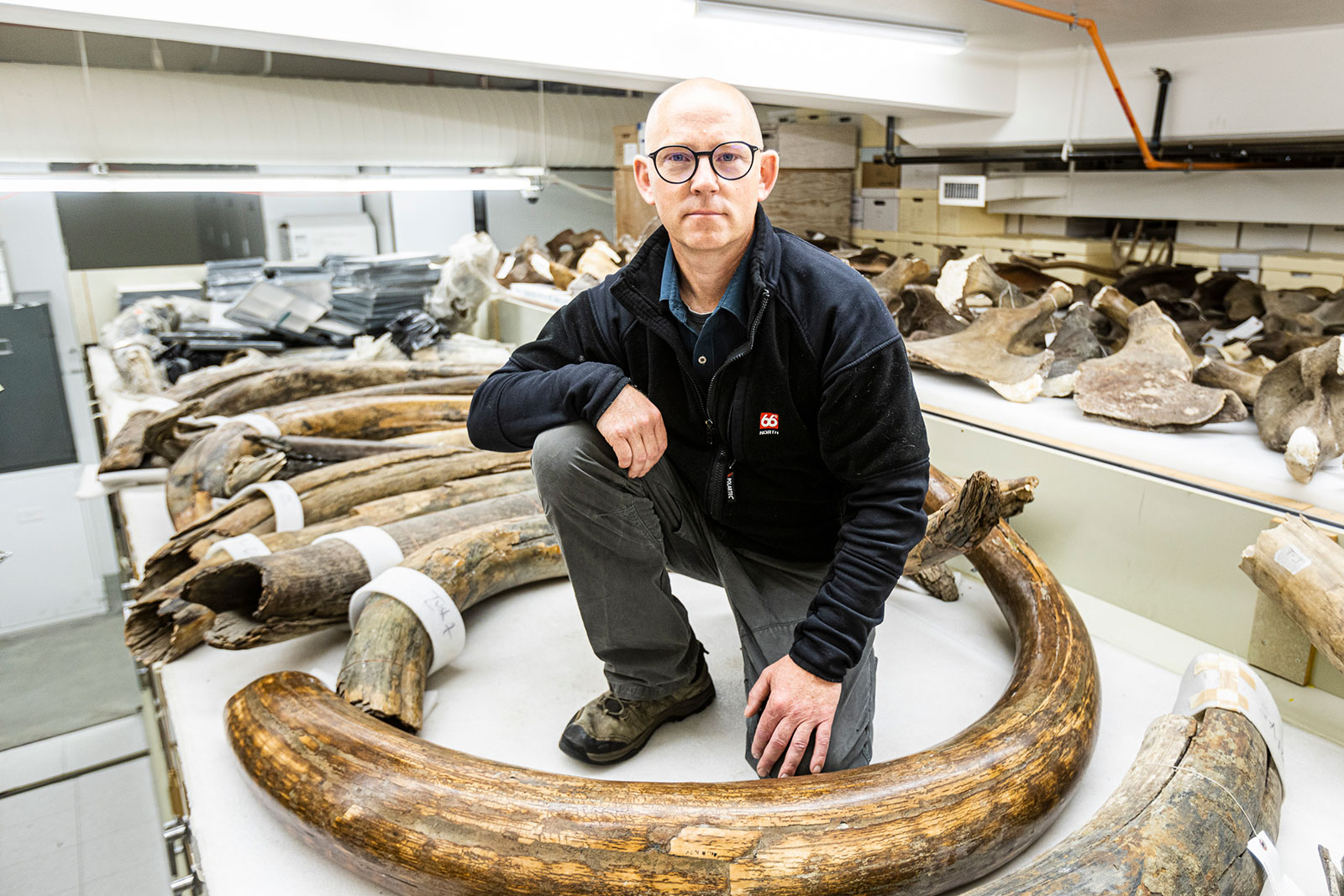 Ondergang mammoet kan helpen om toekomst van huidige dieren te bestuderen