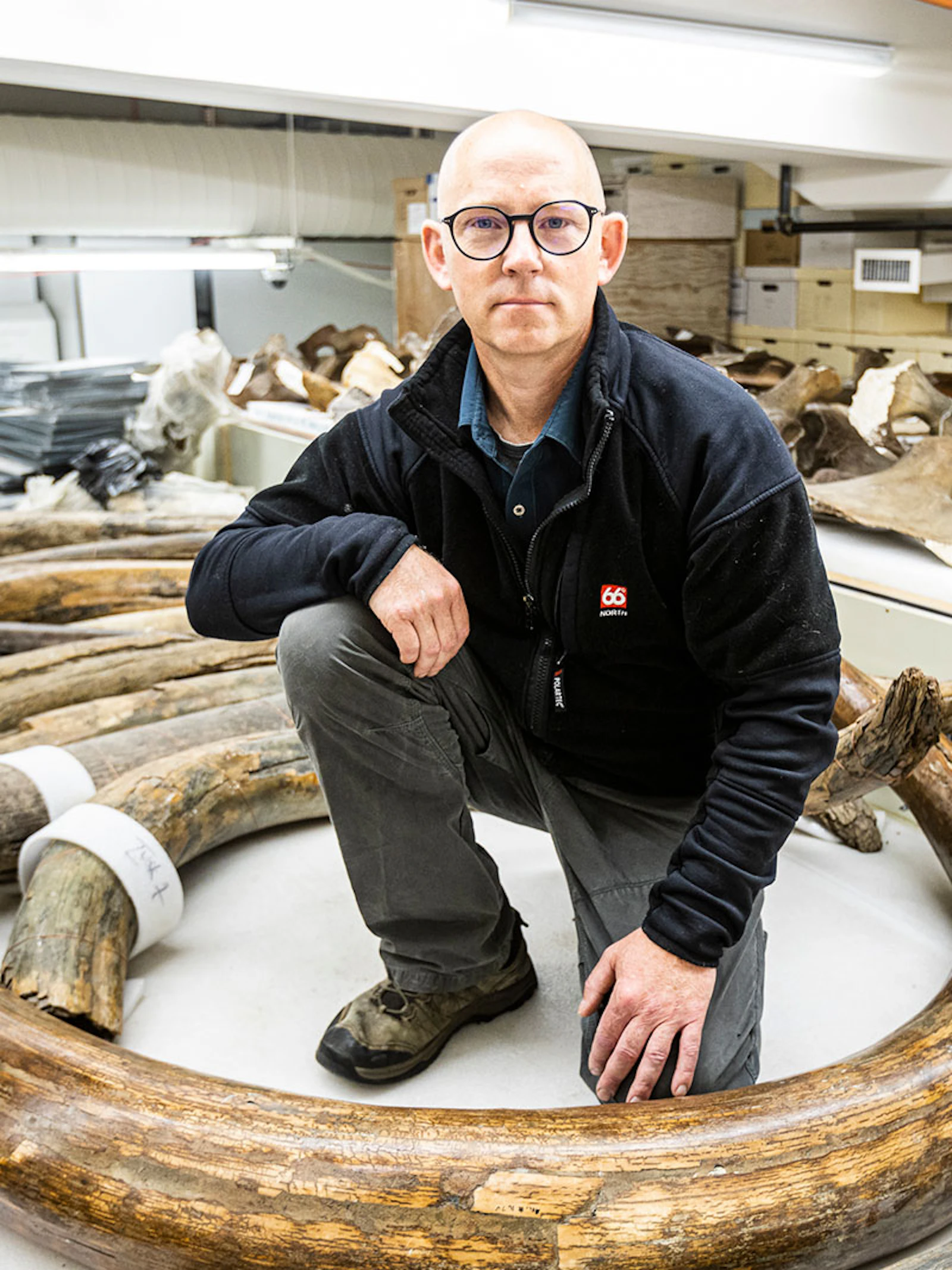 Ondergang mammoet kan helpen om toekomst van huidige dieren te bestuderen