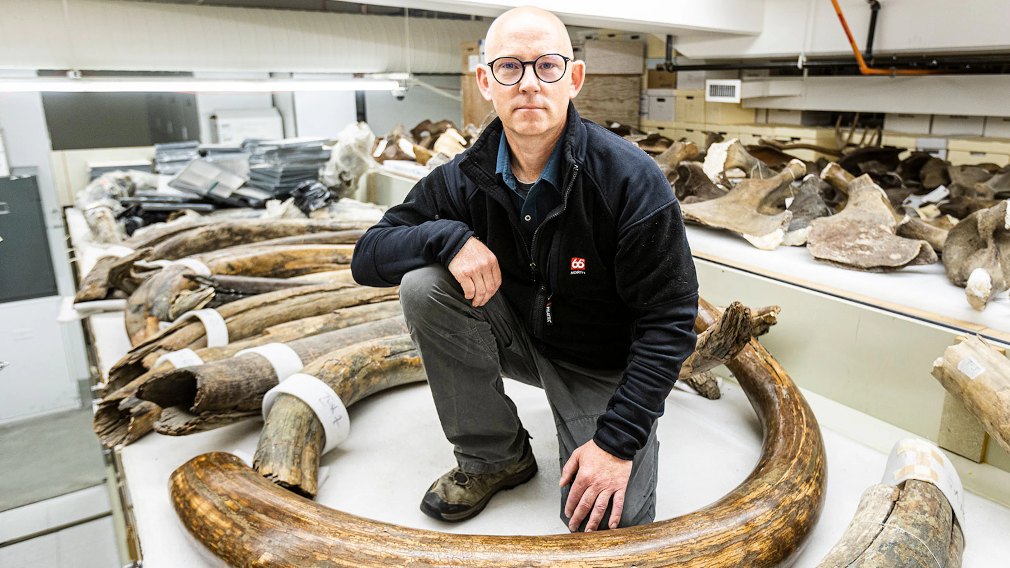 Ondergang mammoet kan helpen om toekomst van huidige dieren te bestuderen