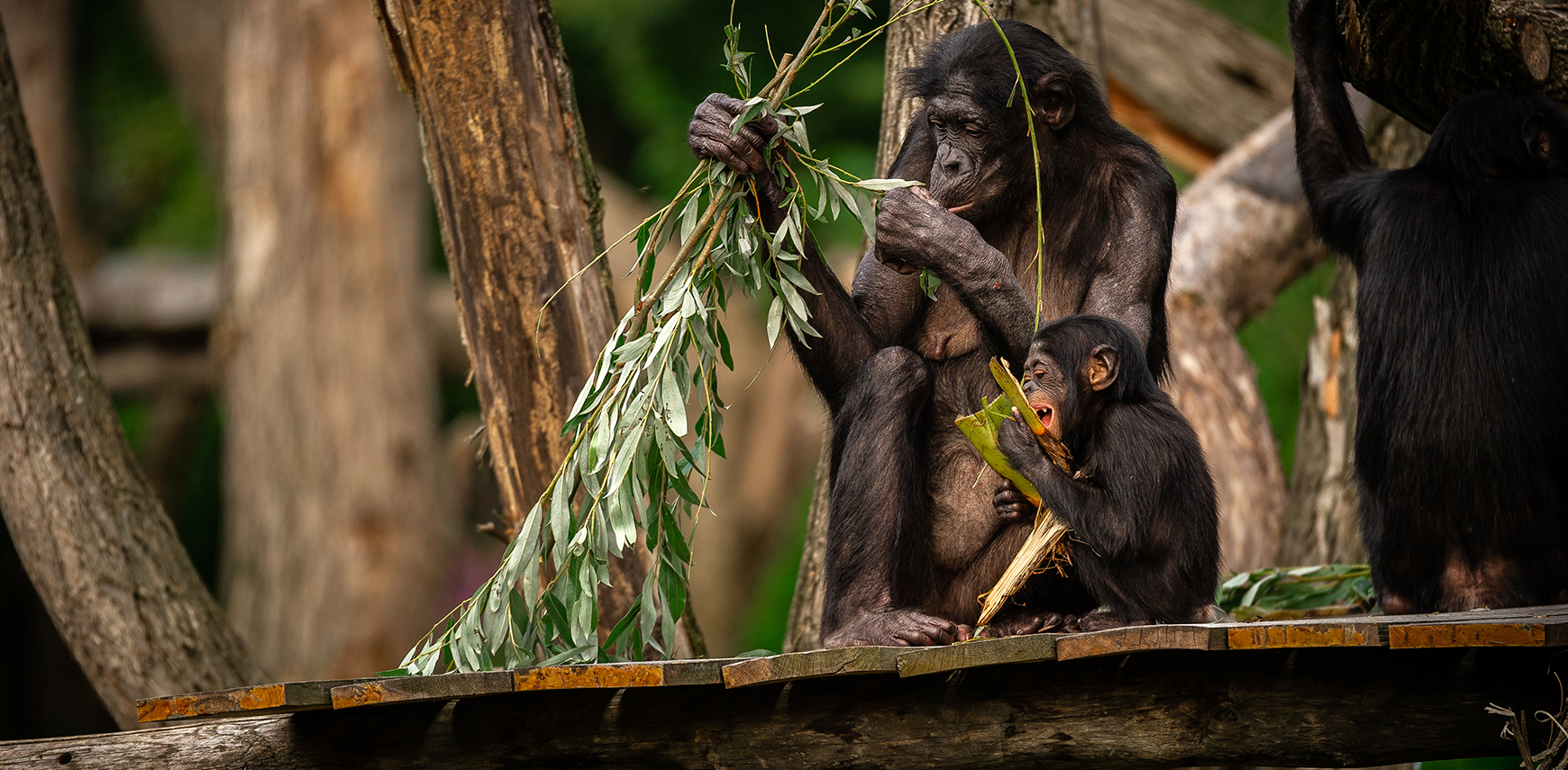 Bonobo's in ZOO Planckendael