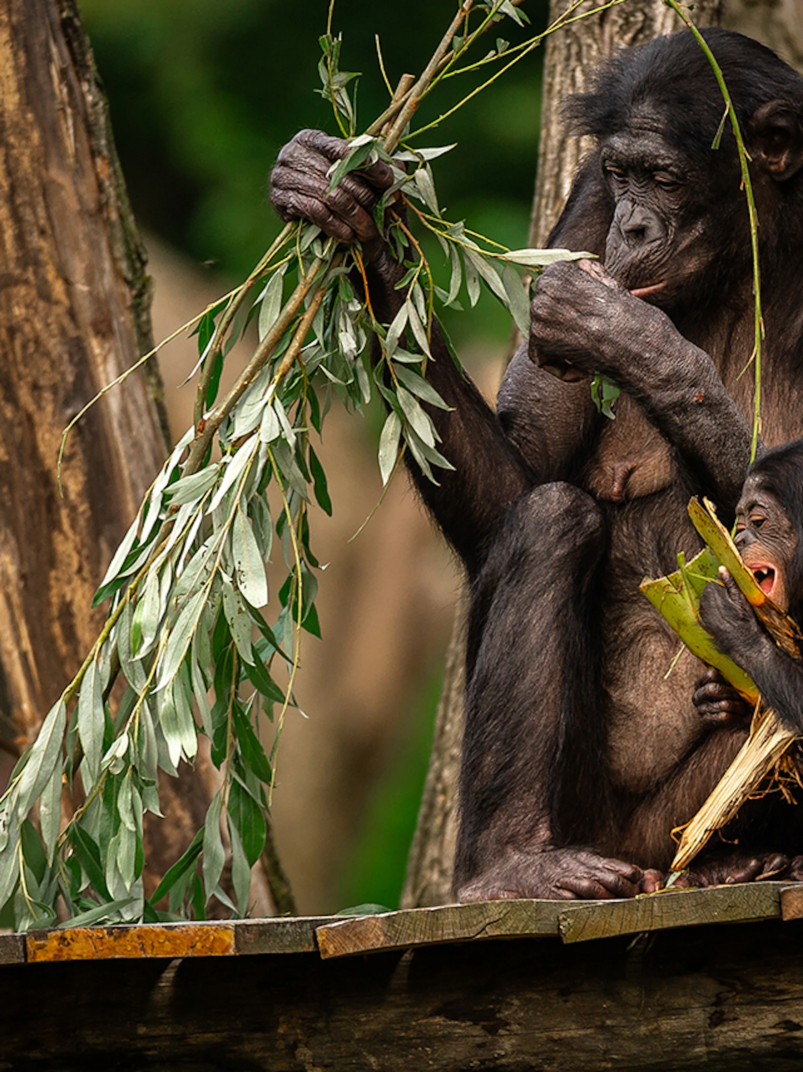 Bonobo's in ZOO Planckendael