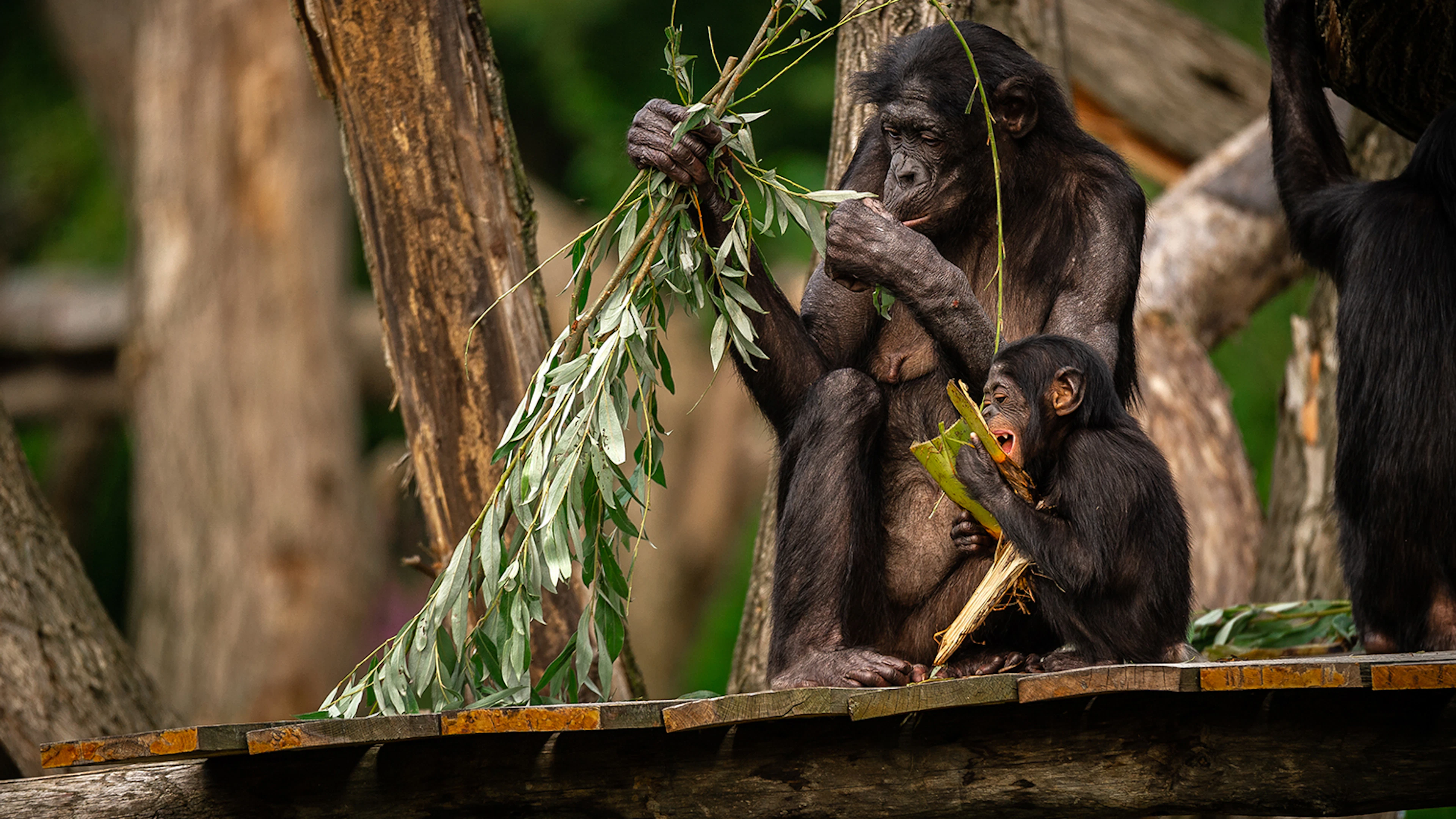 Bonobo's in ZOO Planckendael