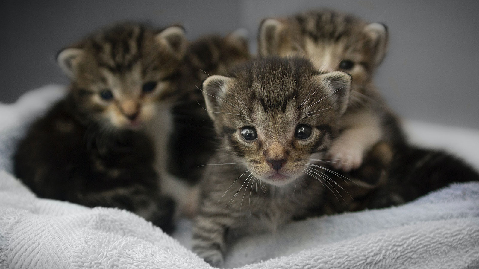 Nu in Eos: hoe kunnen we dieren beter begrijpen?