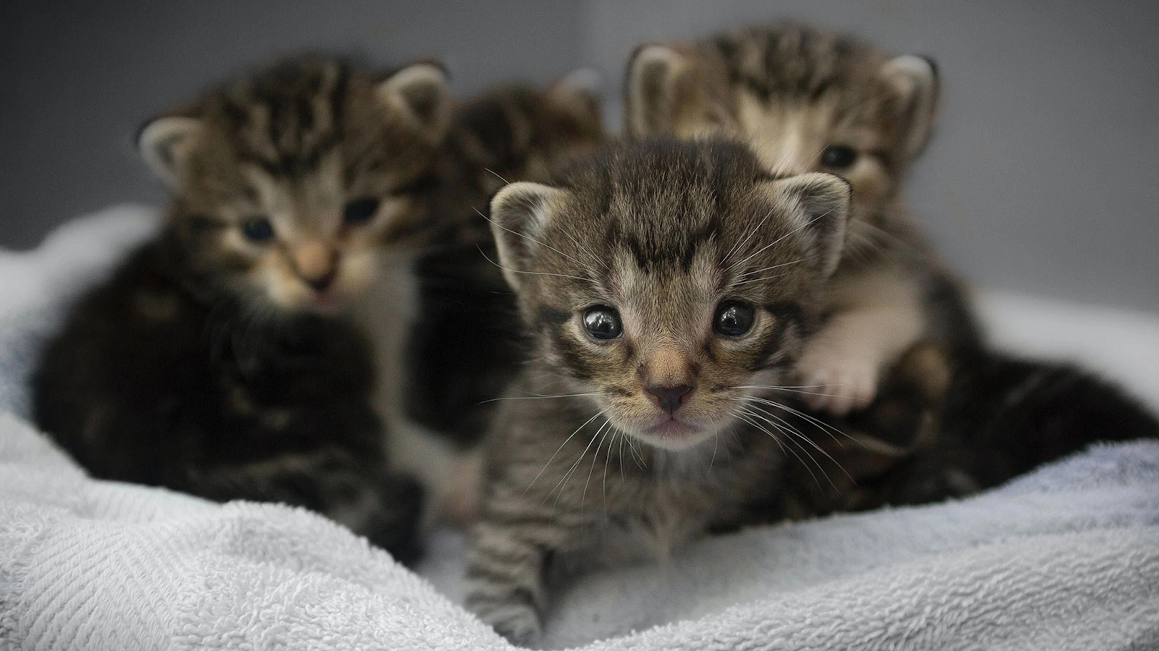 Nu in Eos: hoe kunnen we dieren beter begrijpen?
