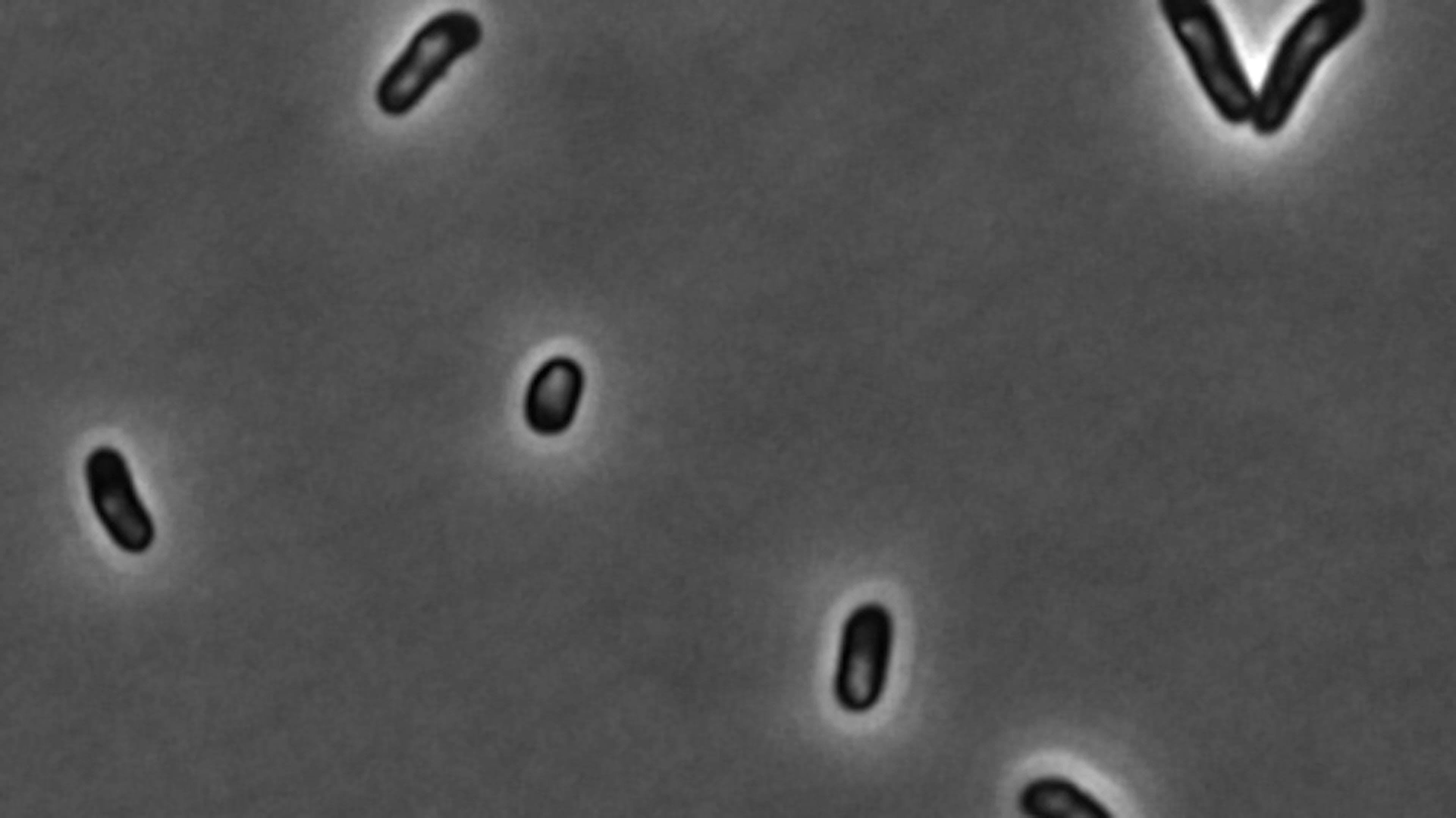 Slapende bacteriën bevatten eiwitaggregaten In deze foto zie je een aantal E. coli bacteriën. De witte vlekken in deze bacteriën zijn eiwitaggregaten.