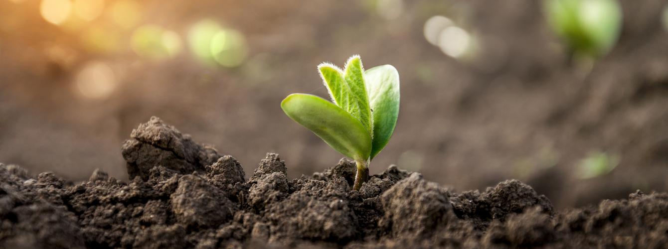 Van menselijke darmflora naar duurzame landbouw met bacteriën en schimmels