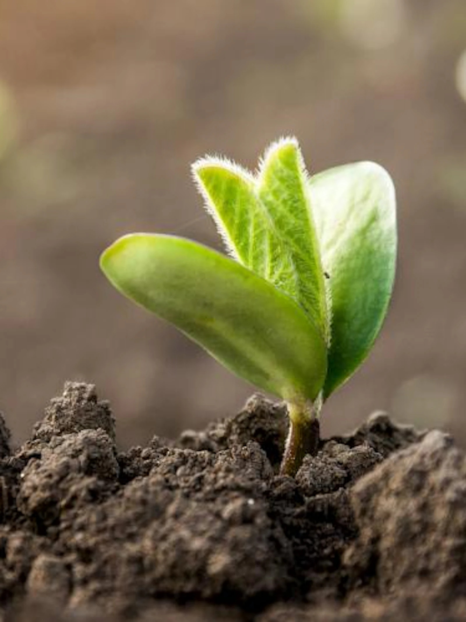 Van menselijke darmflora naar duurzame landbouw met bacteriën en schimmels