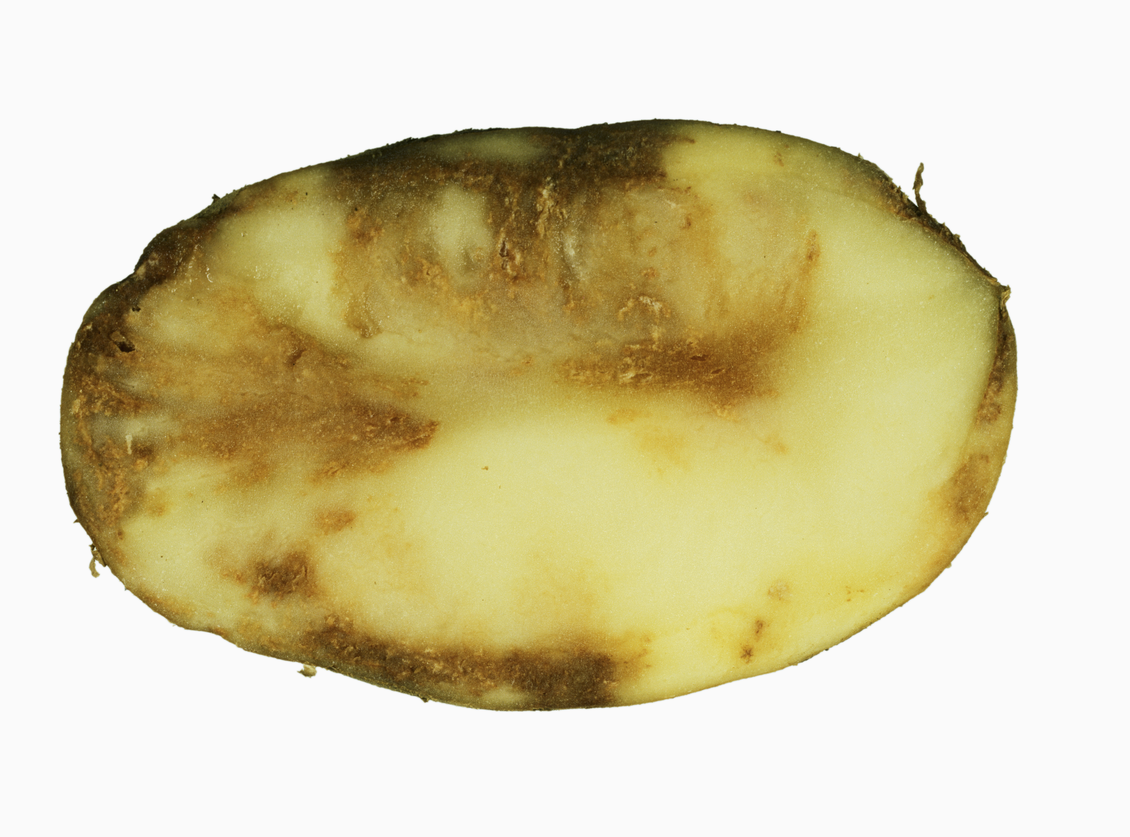 Een vaccin voor planten