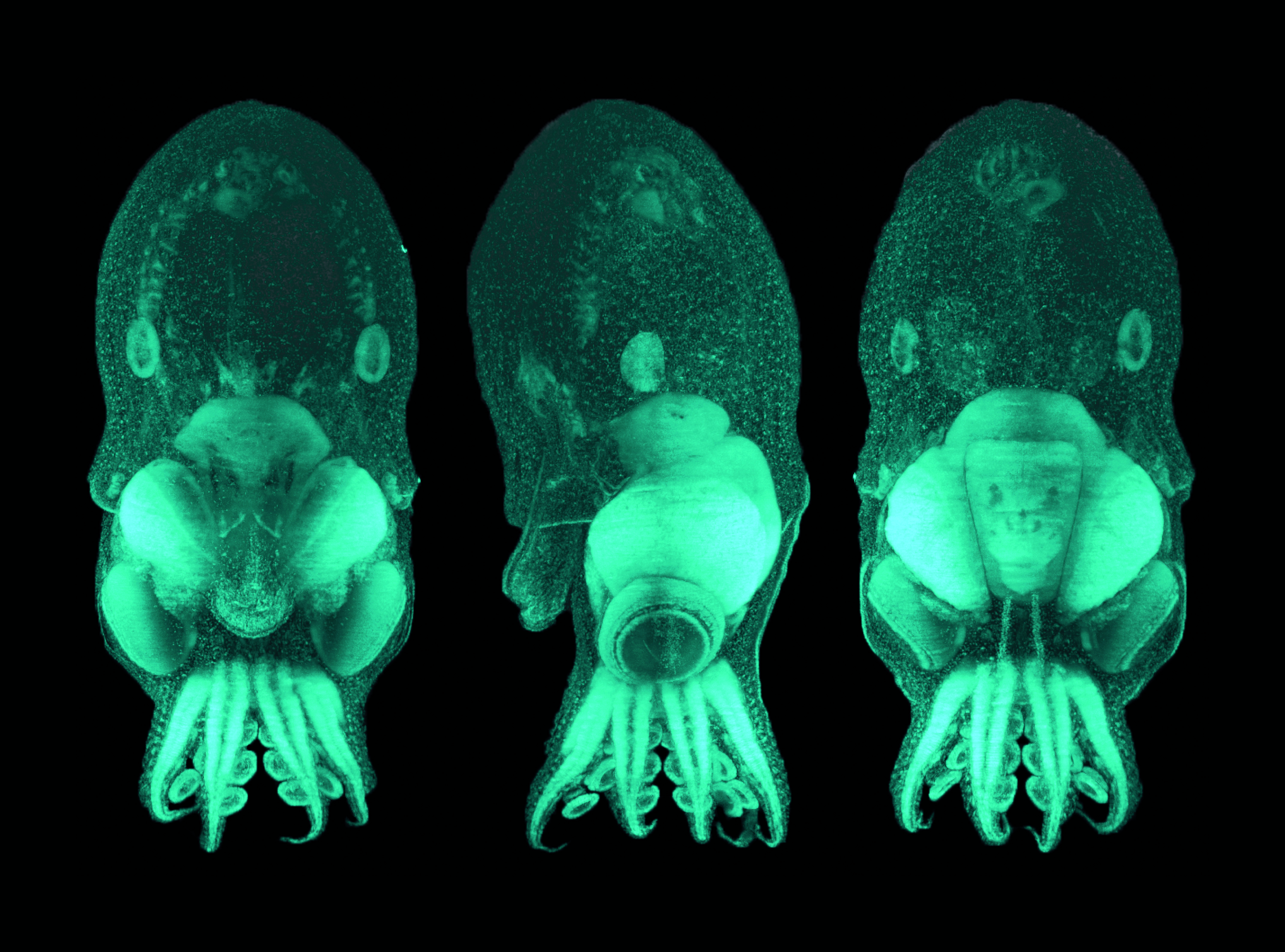 Zo mens, zo octopus