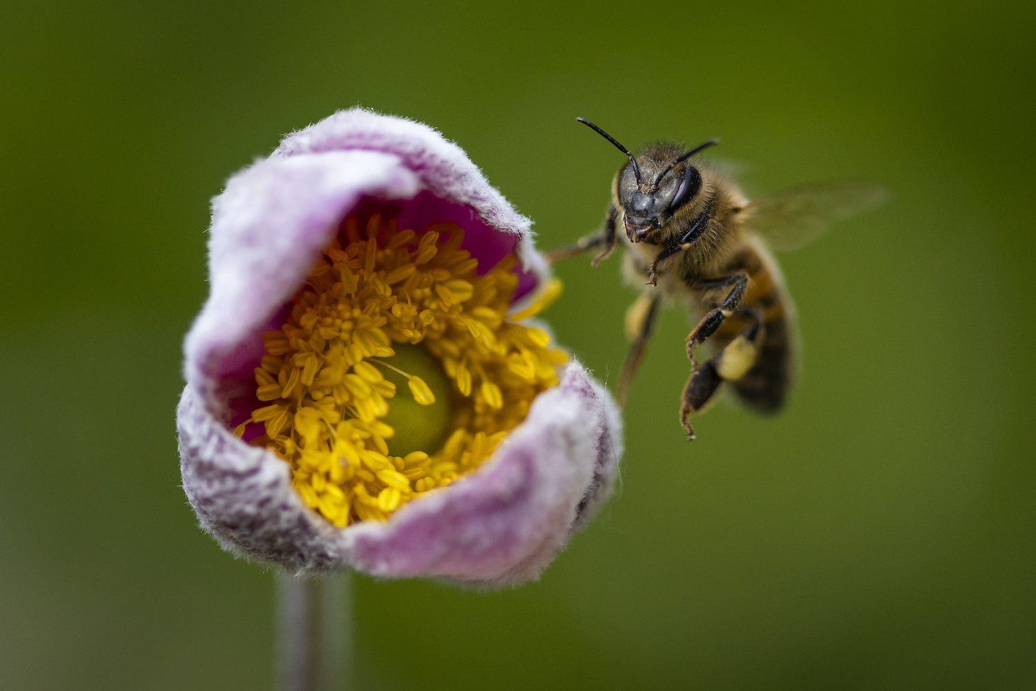 Focus op biodiversiteit