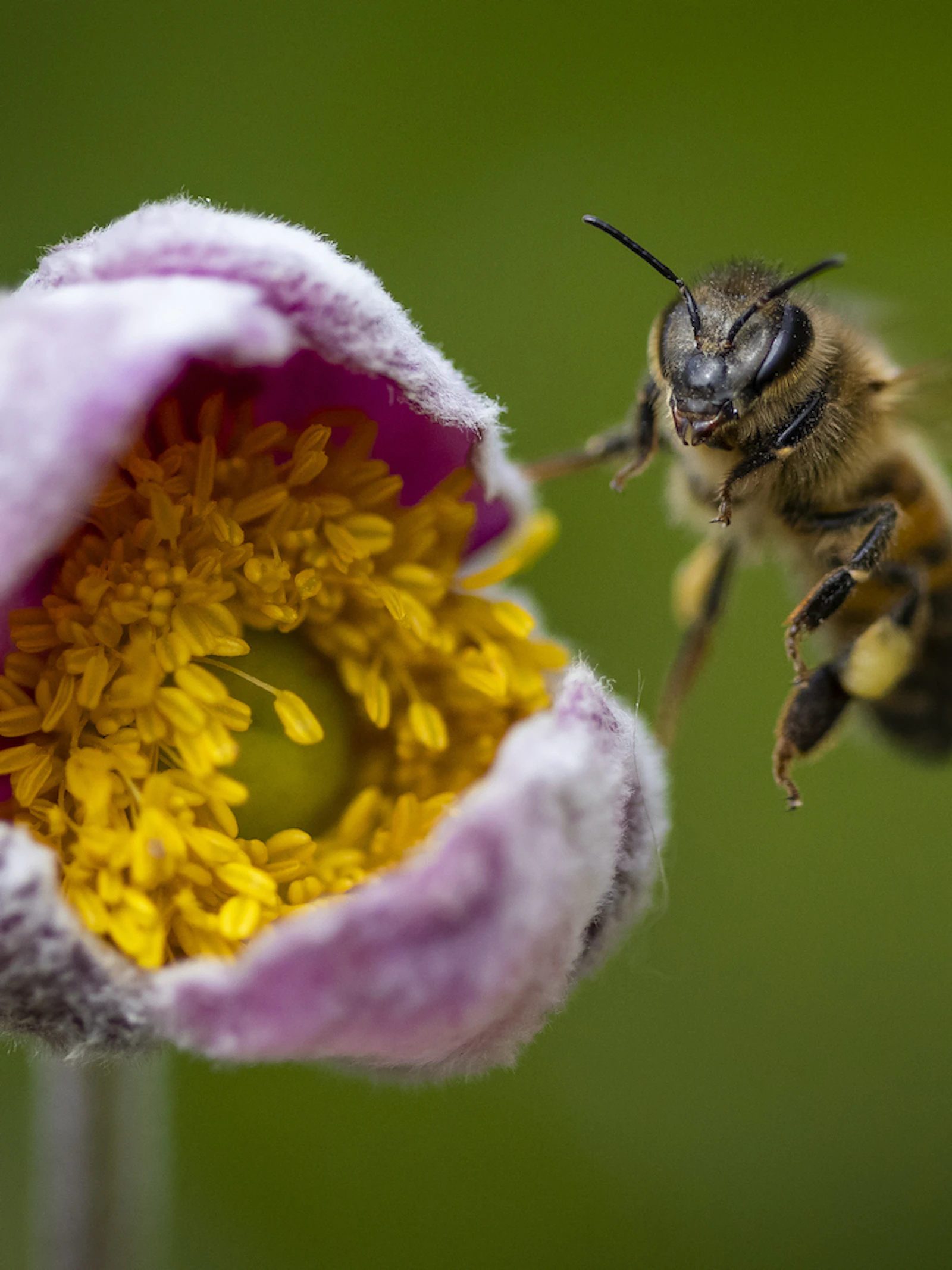 Focus op biodiversiteit