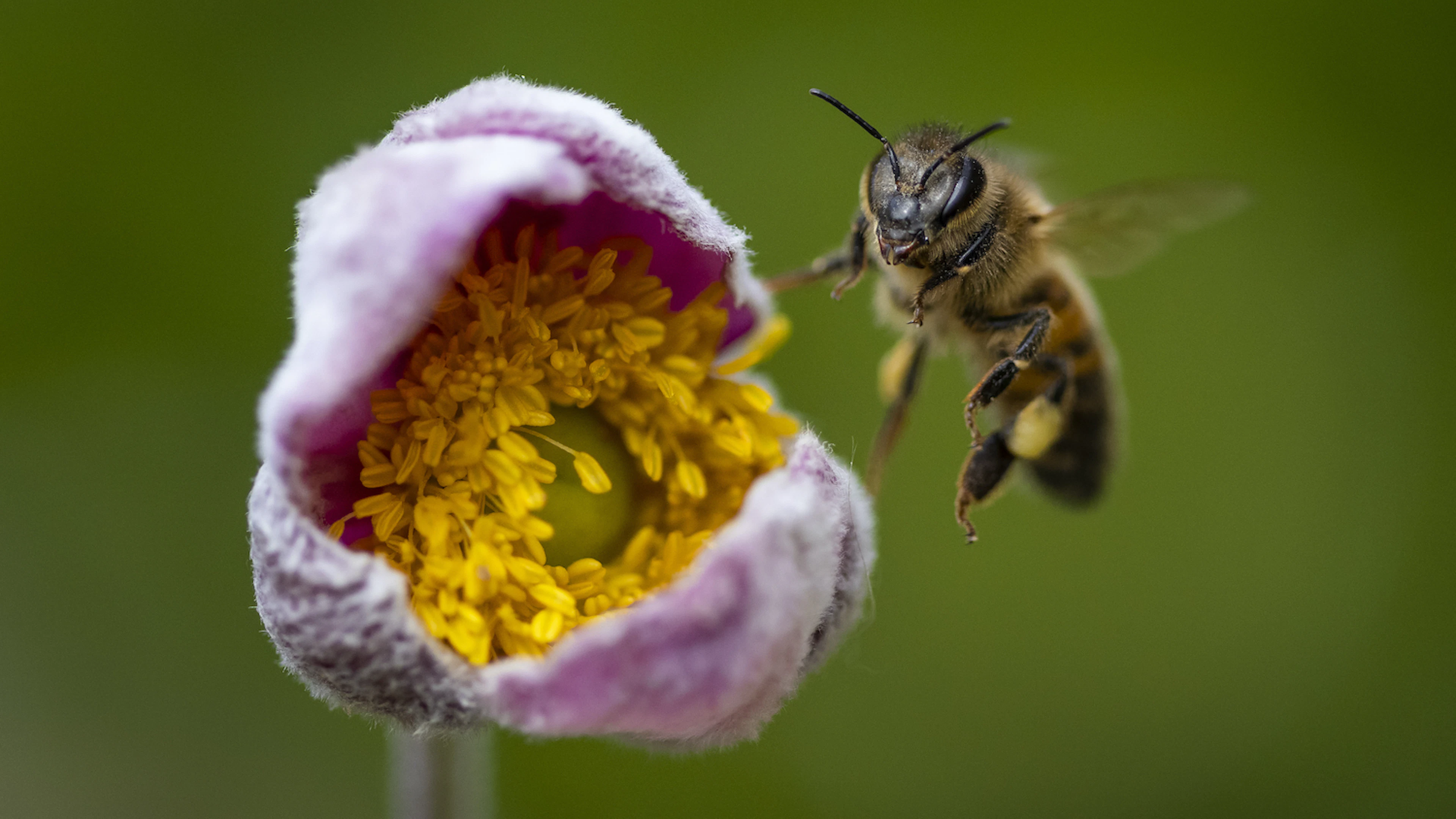 Focus op biodiversiteit