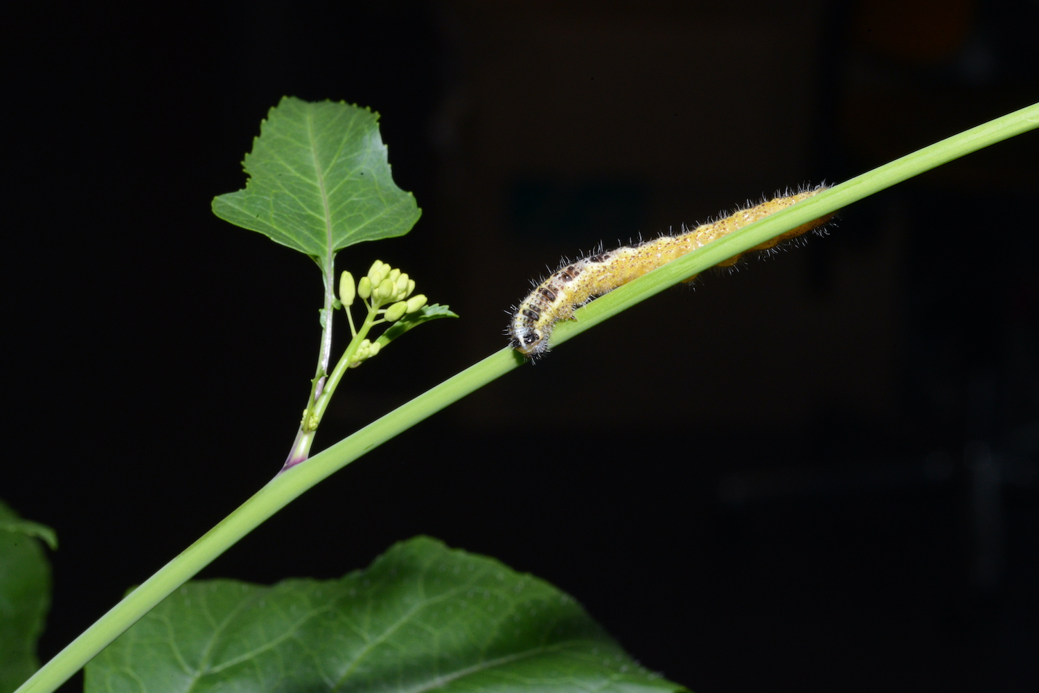 Plant als oorlogsstrateeg