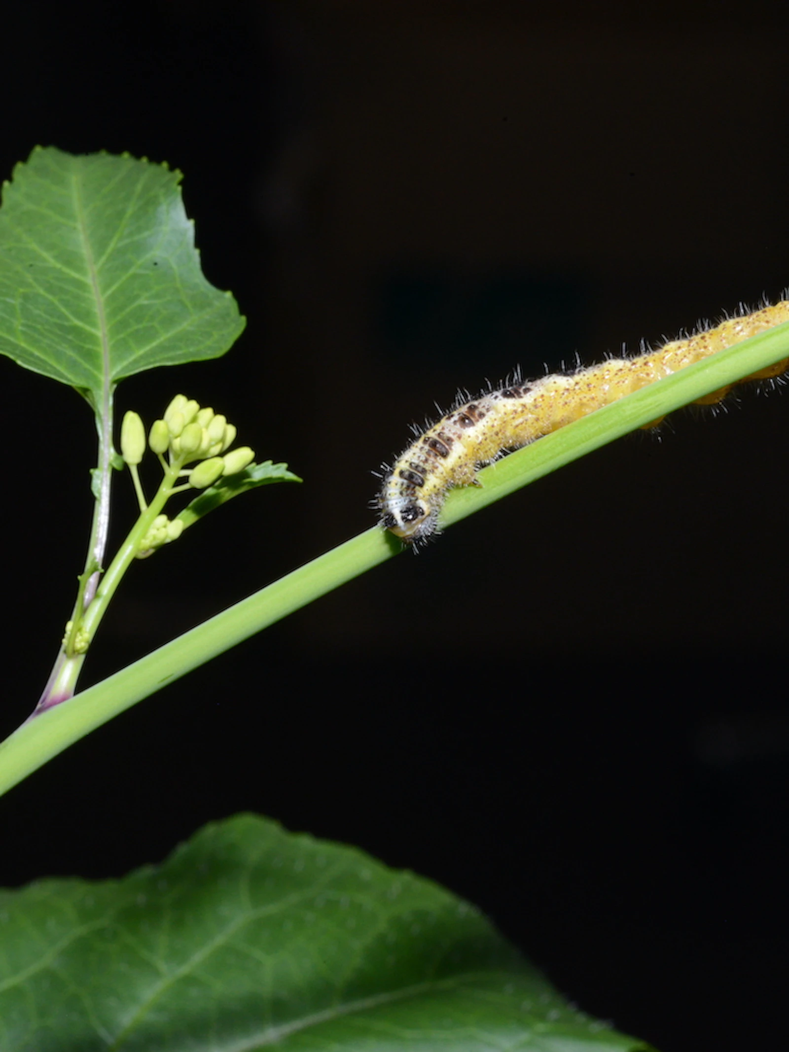 Plant als oorlogsstrateeg
