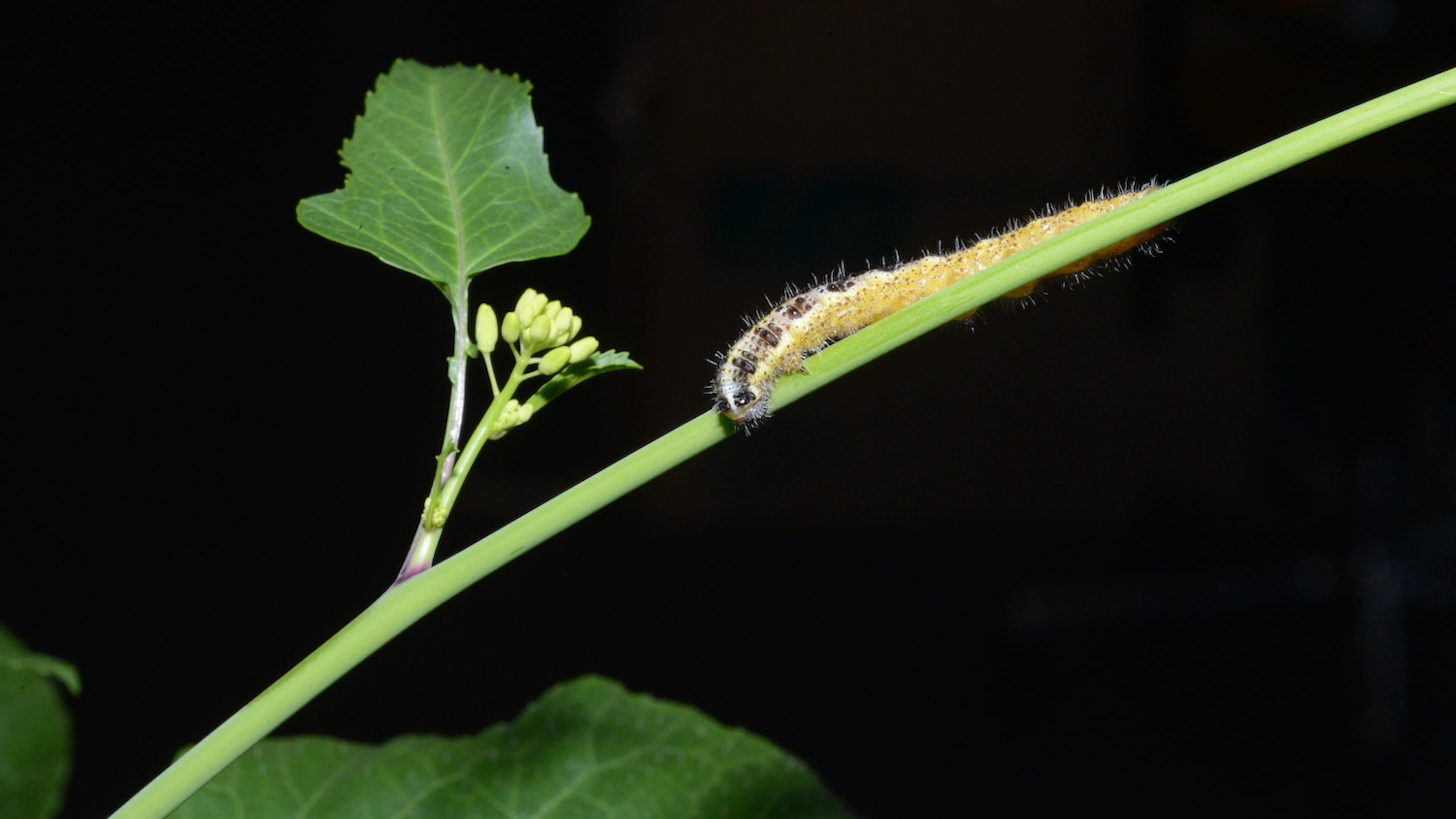 Plant als oorlogsstrateeg