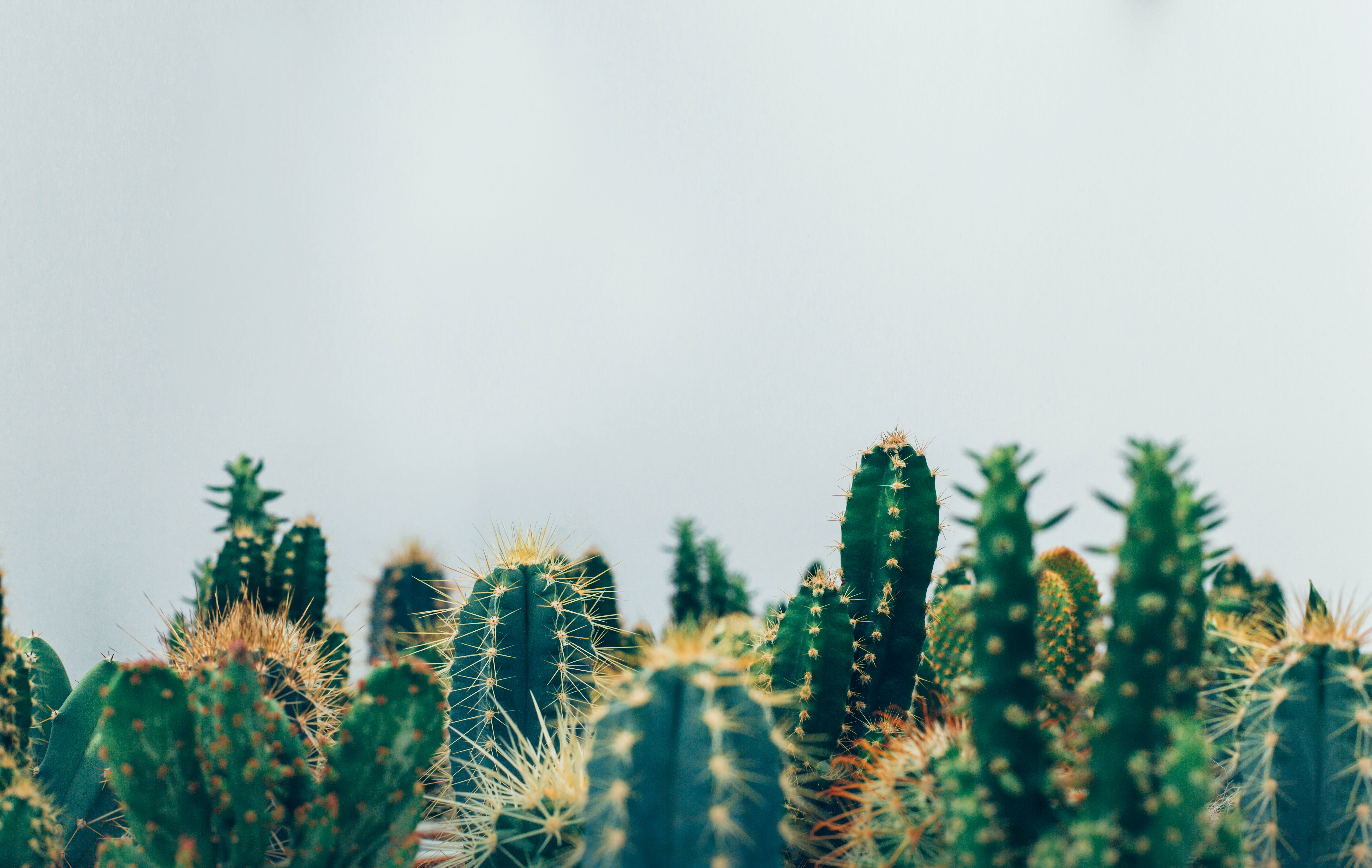 Zweetverzamelende pleister kijkt truc af van cactusstekels