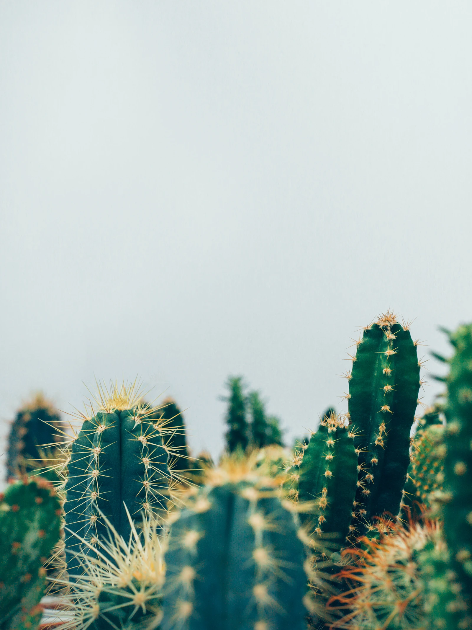 Zweetverzamelende pleister kijkt truc af van cactusstekels
