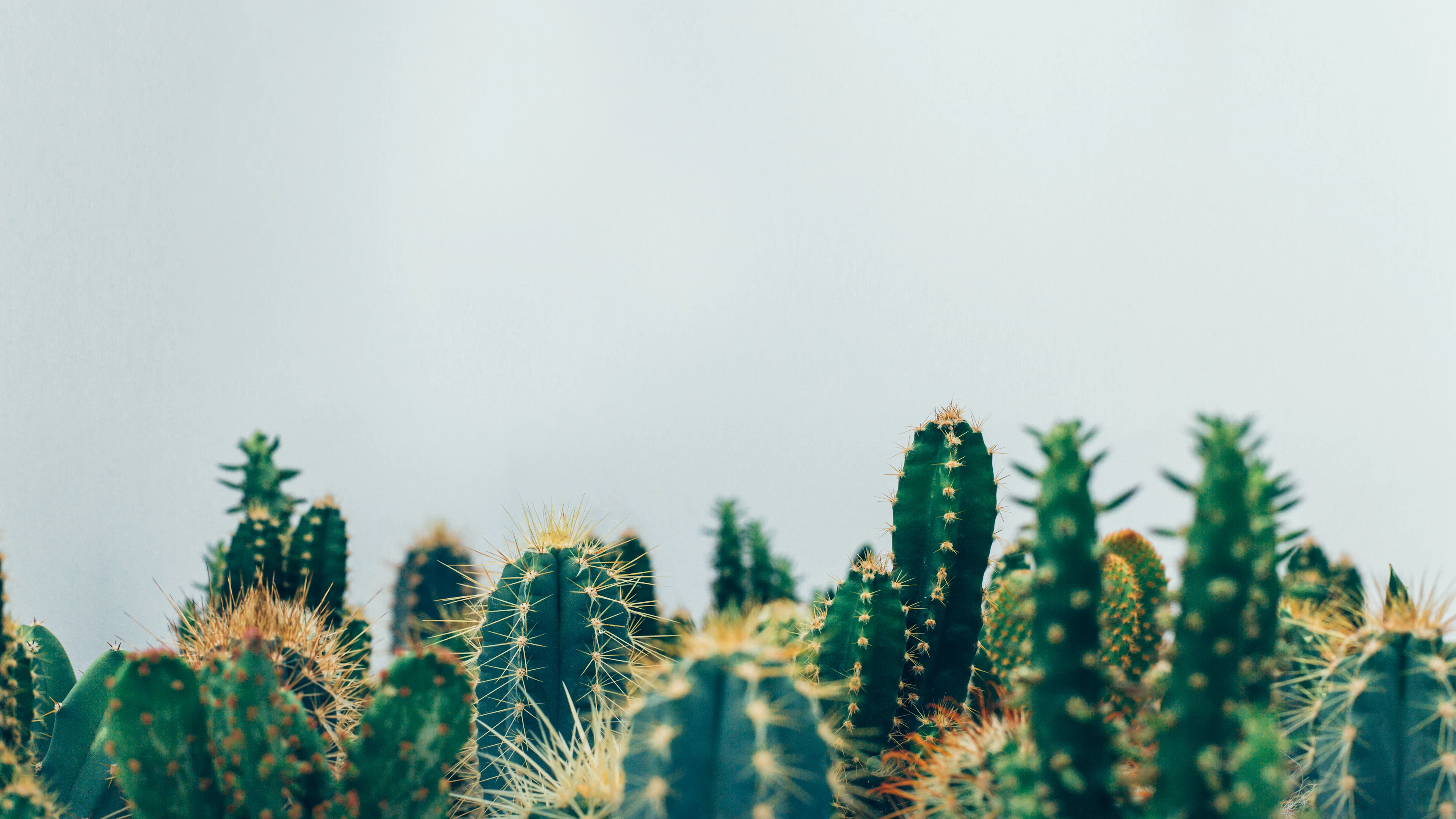 Zweetverzamelende pleister kijkt truc af van cactusstekels