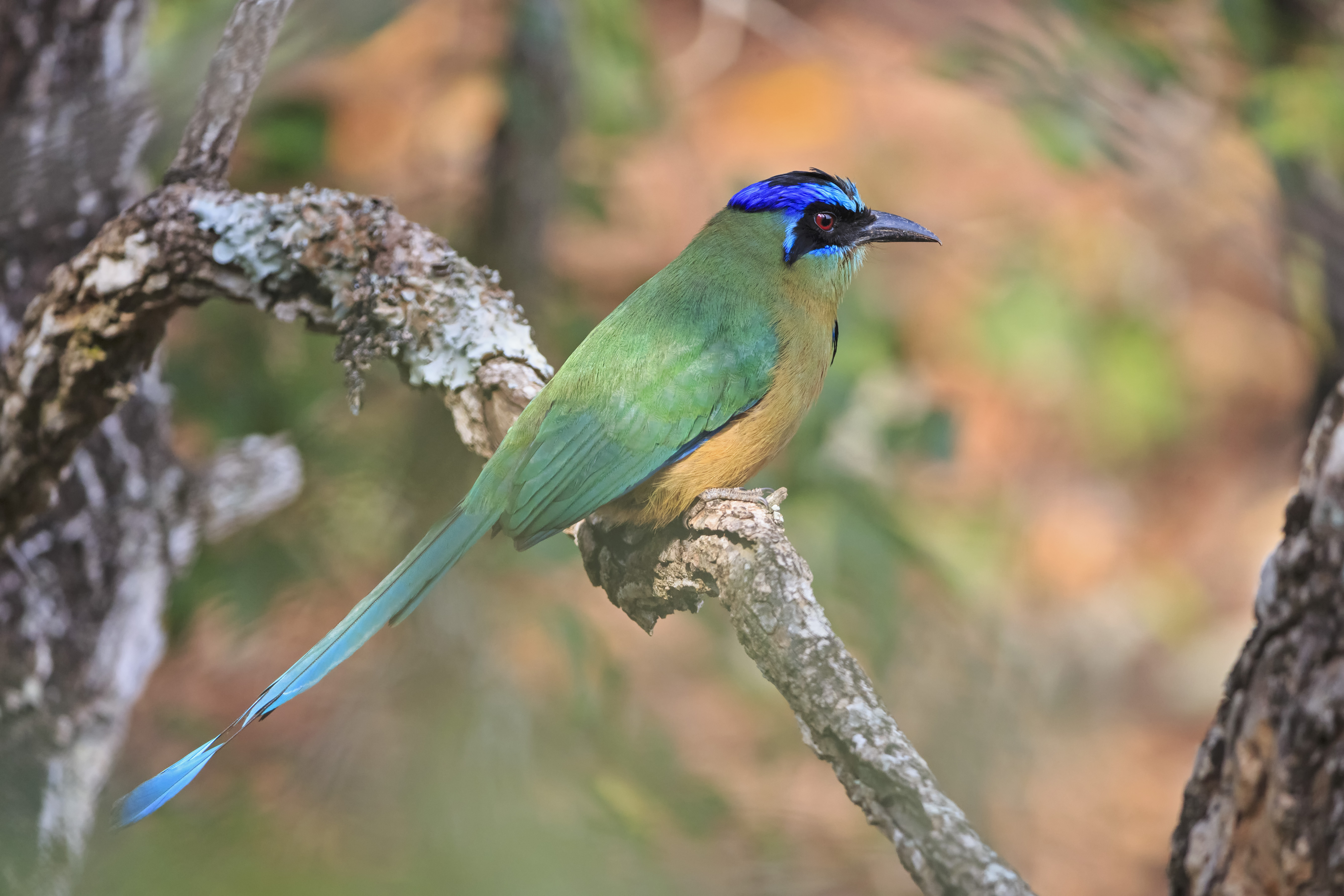Langere vleugels, minder lichaamsgewicht: vogels in Amazoneregenwoud veranderen door klimaatopwarming