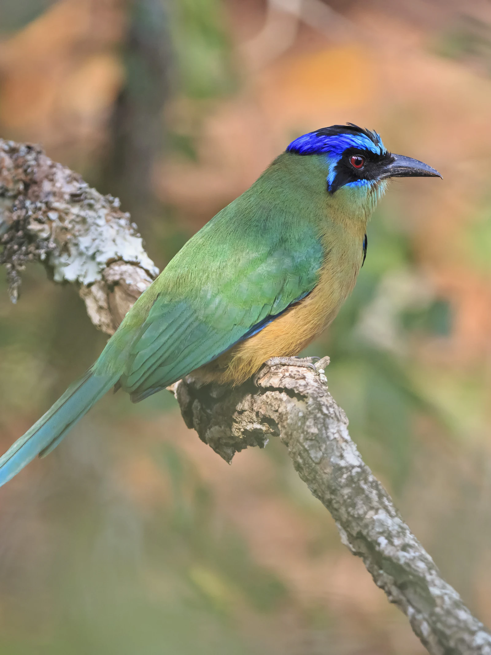Langere vleugels, minder lichaamsgewicht: vogels in Amazoneregenwoud veranderen door klimaatopwarming