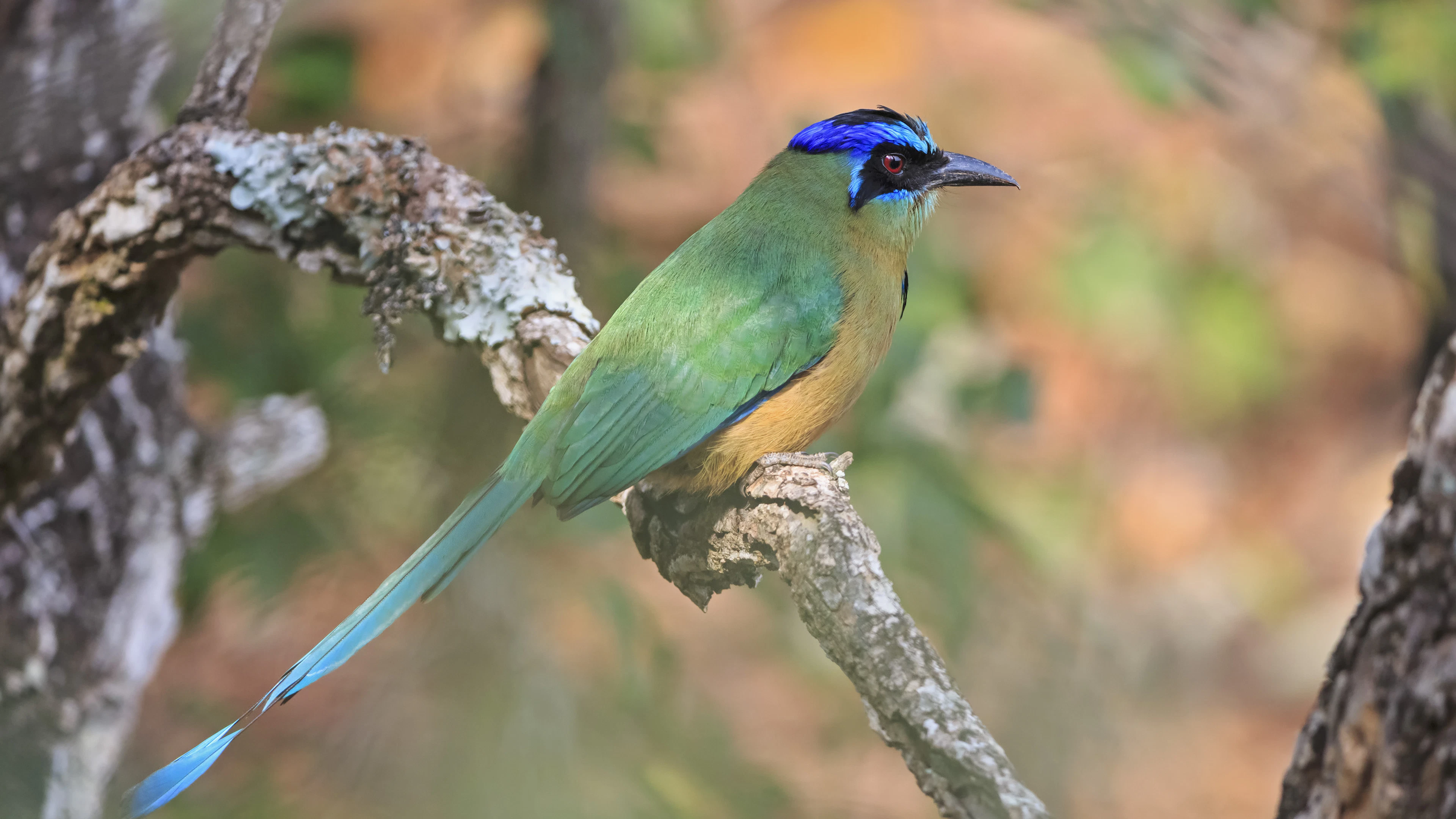 Langere vleugels, minder lichaamsgewicht: vogels in Amazoneregenwoud veranderen door klimaatopwarming