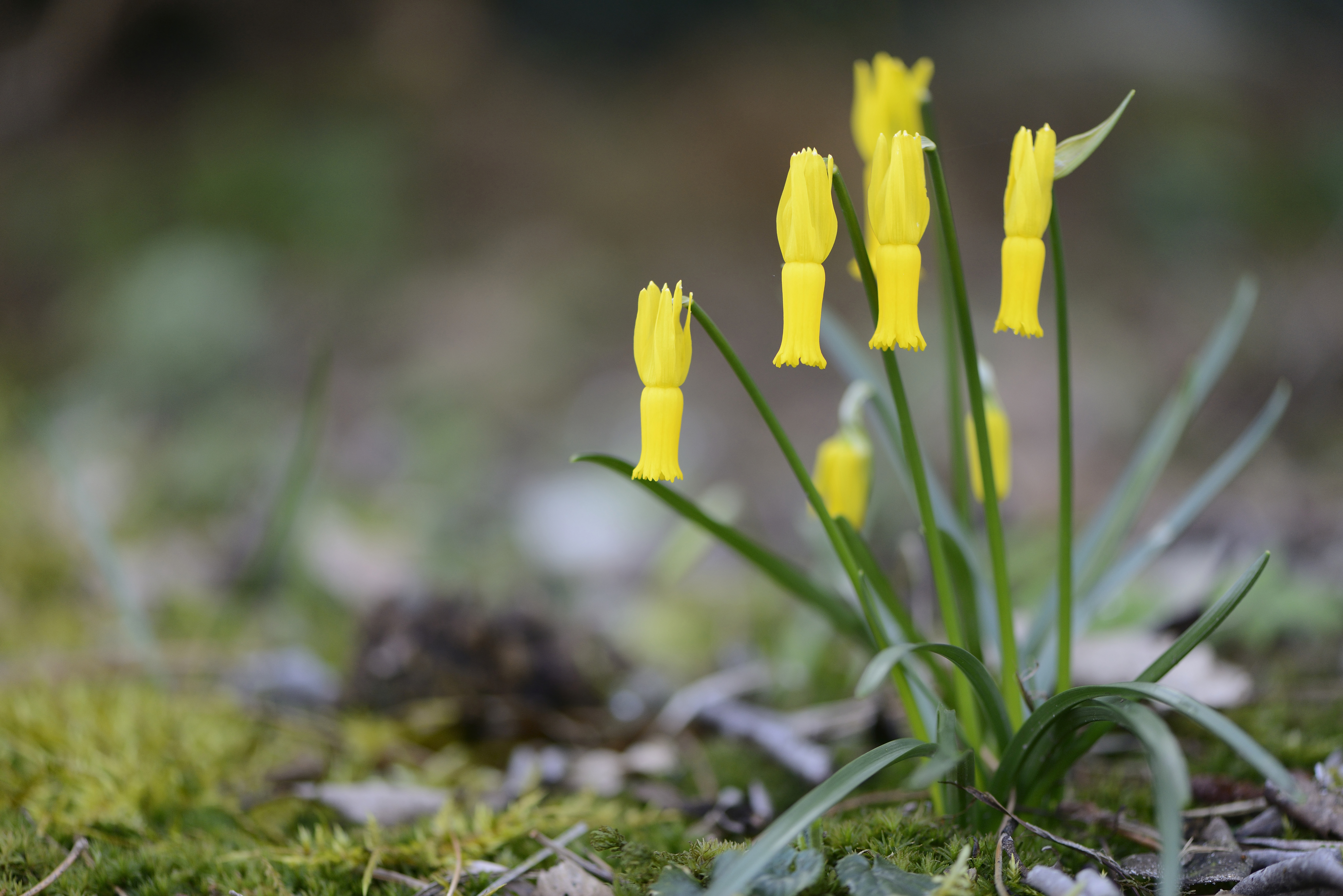 22 procent van de planten van Spanje en Portugal komt nergens anders voor