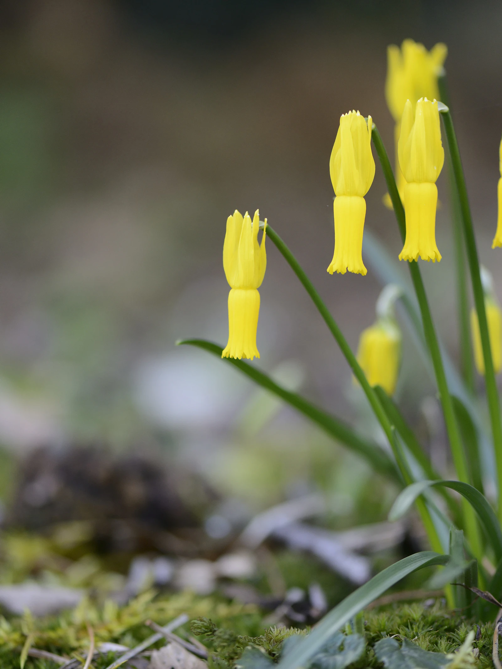 22 procent van de planten van Spanje en Portugal komt nergens anders voor