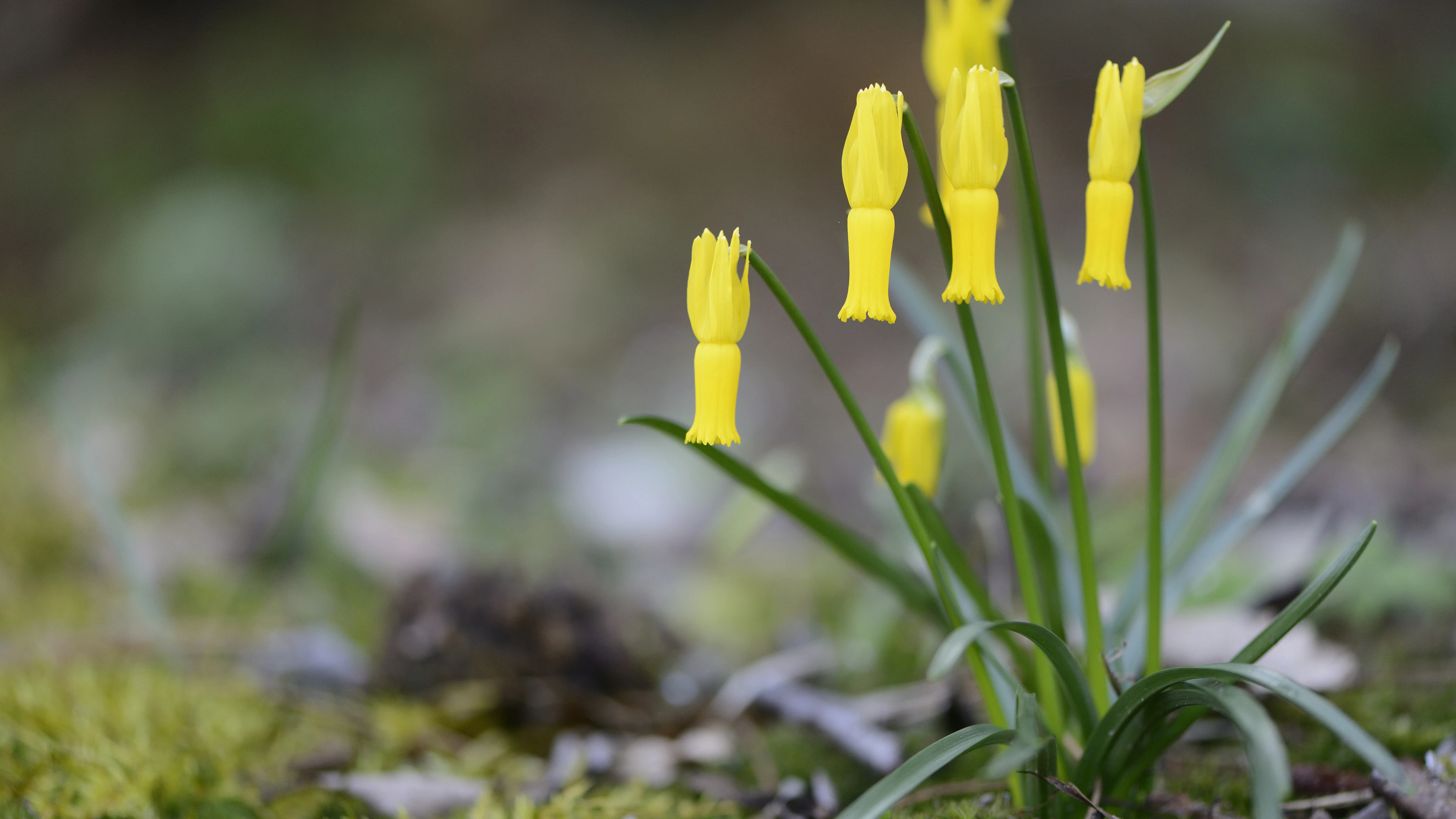 22 procent van de planten van Spanje en Portugal komt nergens anders voor