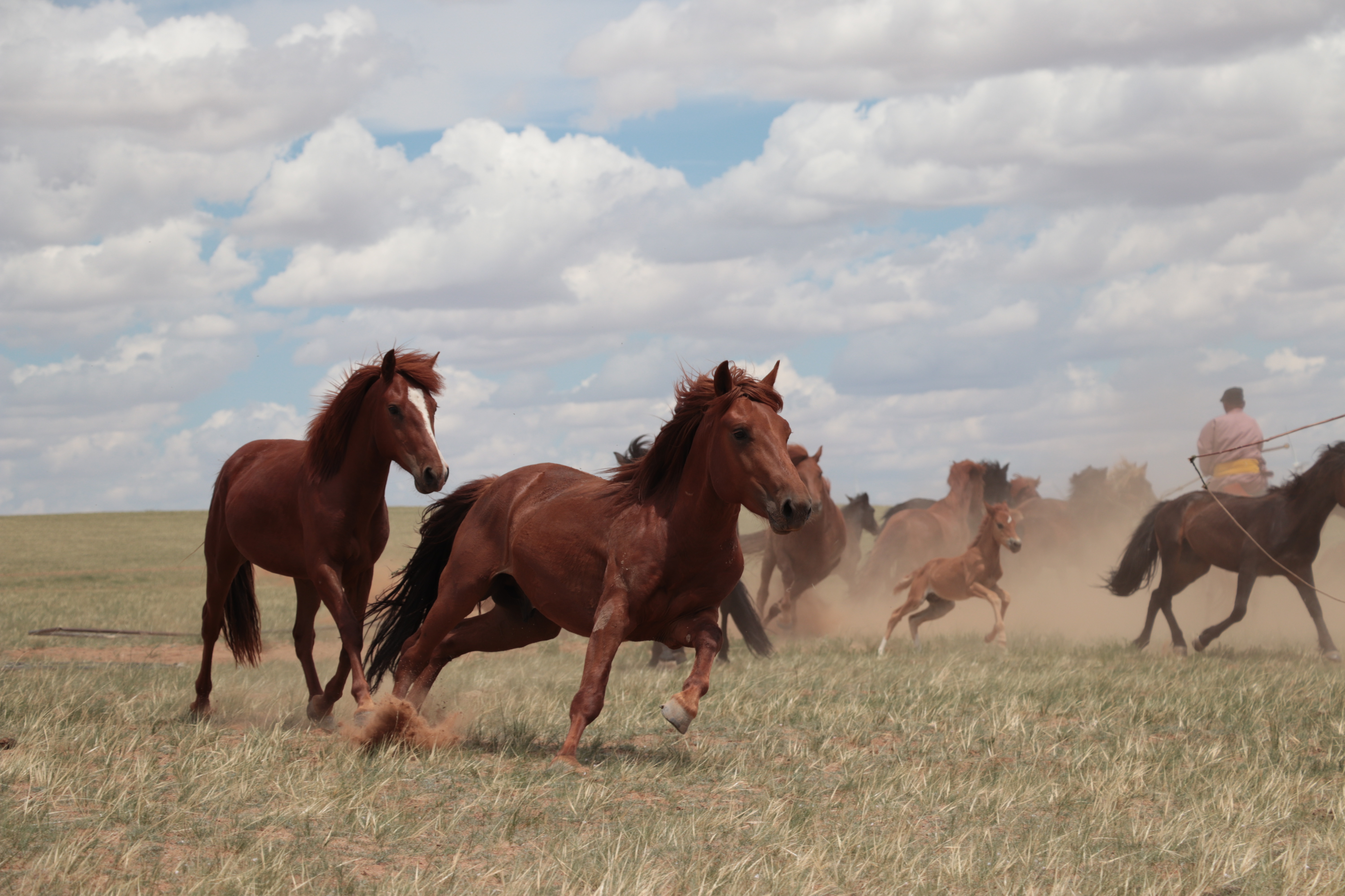 Paarden op de steppes van Binnen-Mongolië, China, in 2019. (Foto: Ludovic Orlando)