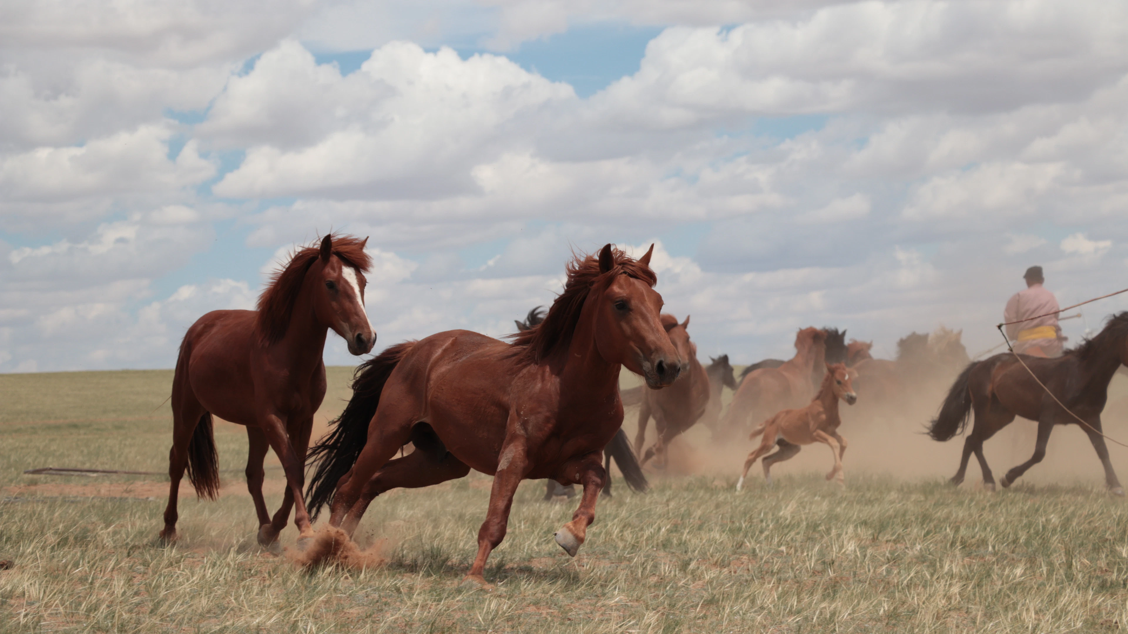 Paarden op de steppes van Binnen-Mongolië. Paarden op de steppes van Binnen-Mongolië, China, in 2019. (Foto: Ludovic Orlando)