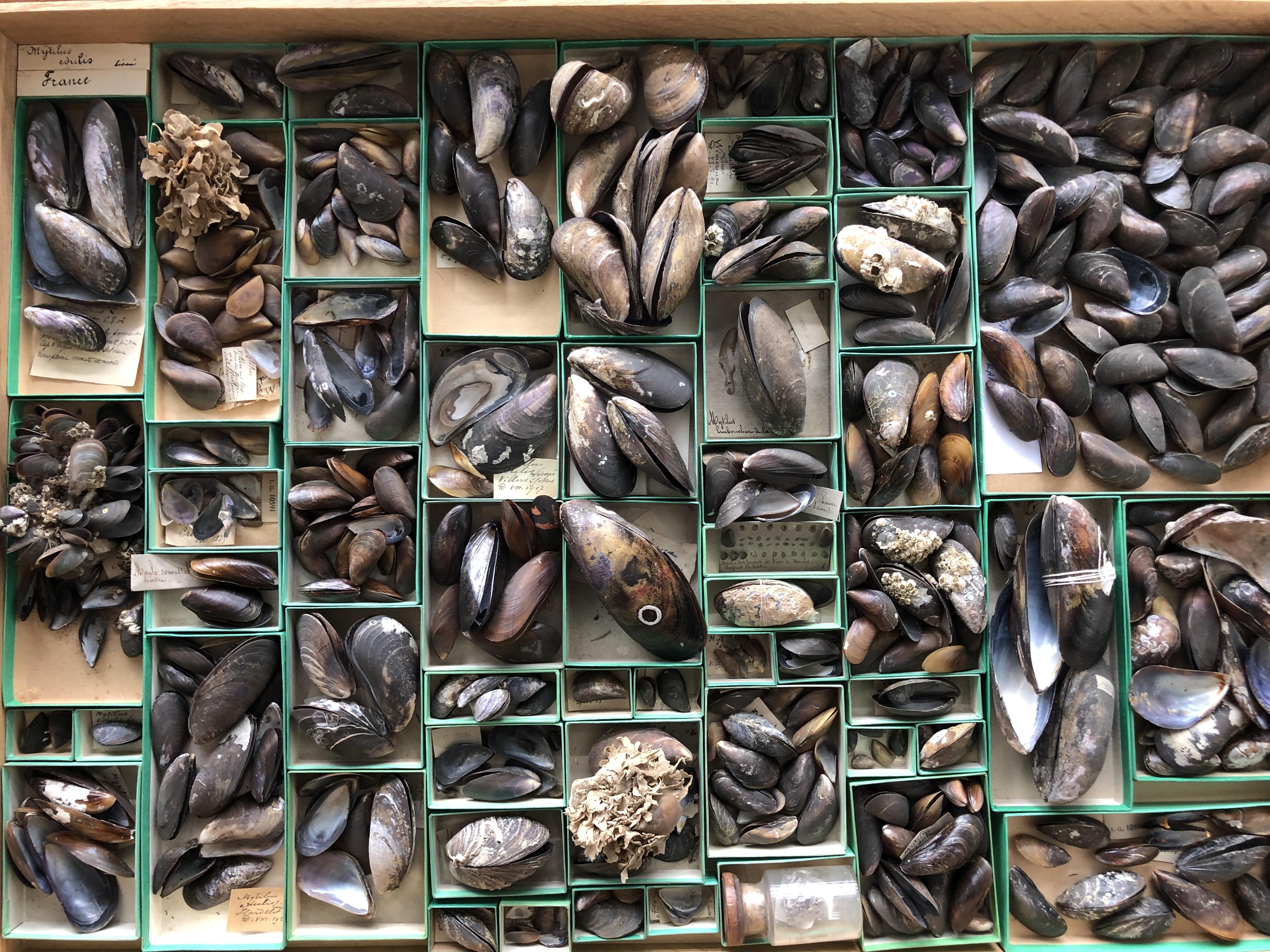 Mosselen in de collecties van het Koninklijk Belgisch Instituut voor Natuurwetenschappen. (Foto: KBIN)