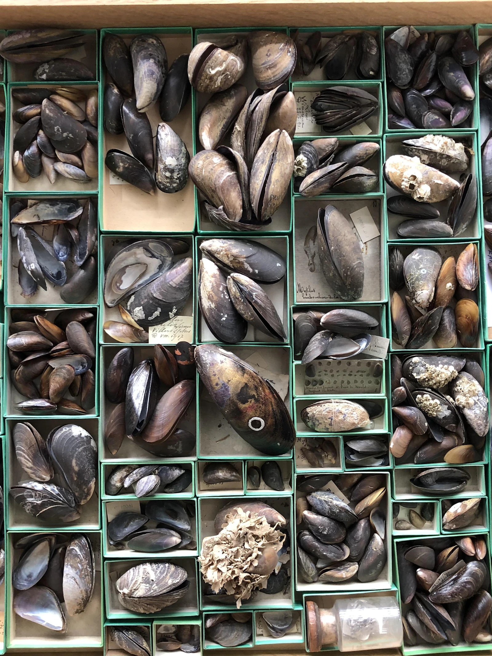 Mosselen in de collecties van het Koninklijk Belgisch Instituut voor Natuurwetenschappen. Mosselen in de collecties van het Koninklijk Belgisch Instituut voor Natuurwetenschappen. (Foto: KBIN)