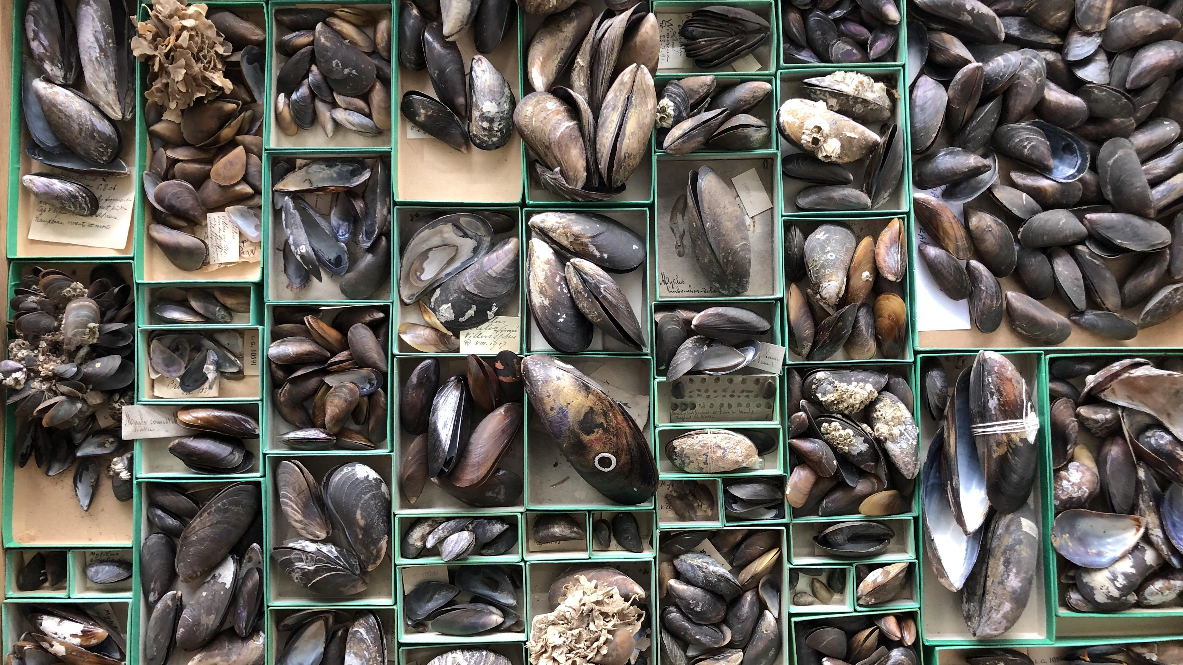 Mosselen in de collecties van het Koninklijk Belgisch Instituut voor Natuurwetenschappen. Mosselen in de collecties van het Koninklijk Belgisch Instituut voor Natuurwetenschappen. (Foto: KBIN)