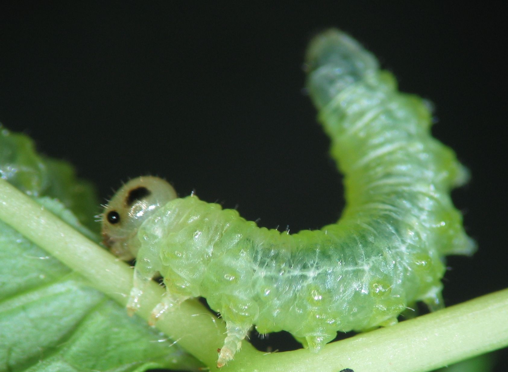 Bladwesplarve Nematus spiraeae. Door het achterlijf op te tillen, blijft de larve paraat om een ‘geurencocktail’ te verspreiden.