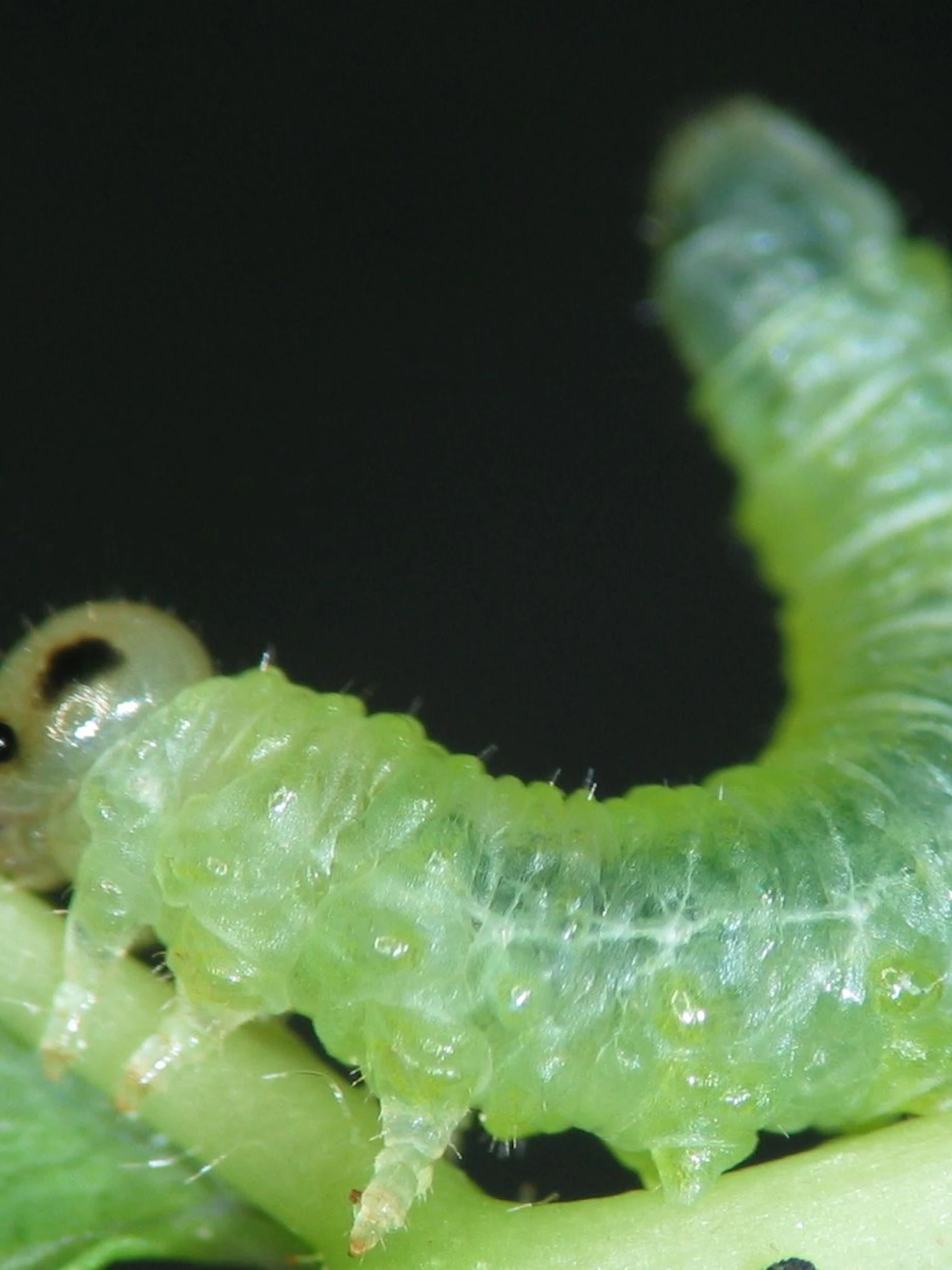 Bladwesplarve Nematus spiraeae. Door het achterlijf op te tillen, blijft de larve paraat om een ‘geurencocktail’ te verspreiden. Bladwesplarve Nematus spiraeae. Door het achterlijf op te tillen, blijft de larve paraat om een ‘geurencocktail’ te verspreiden.