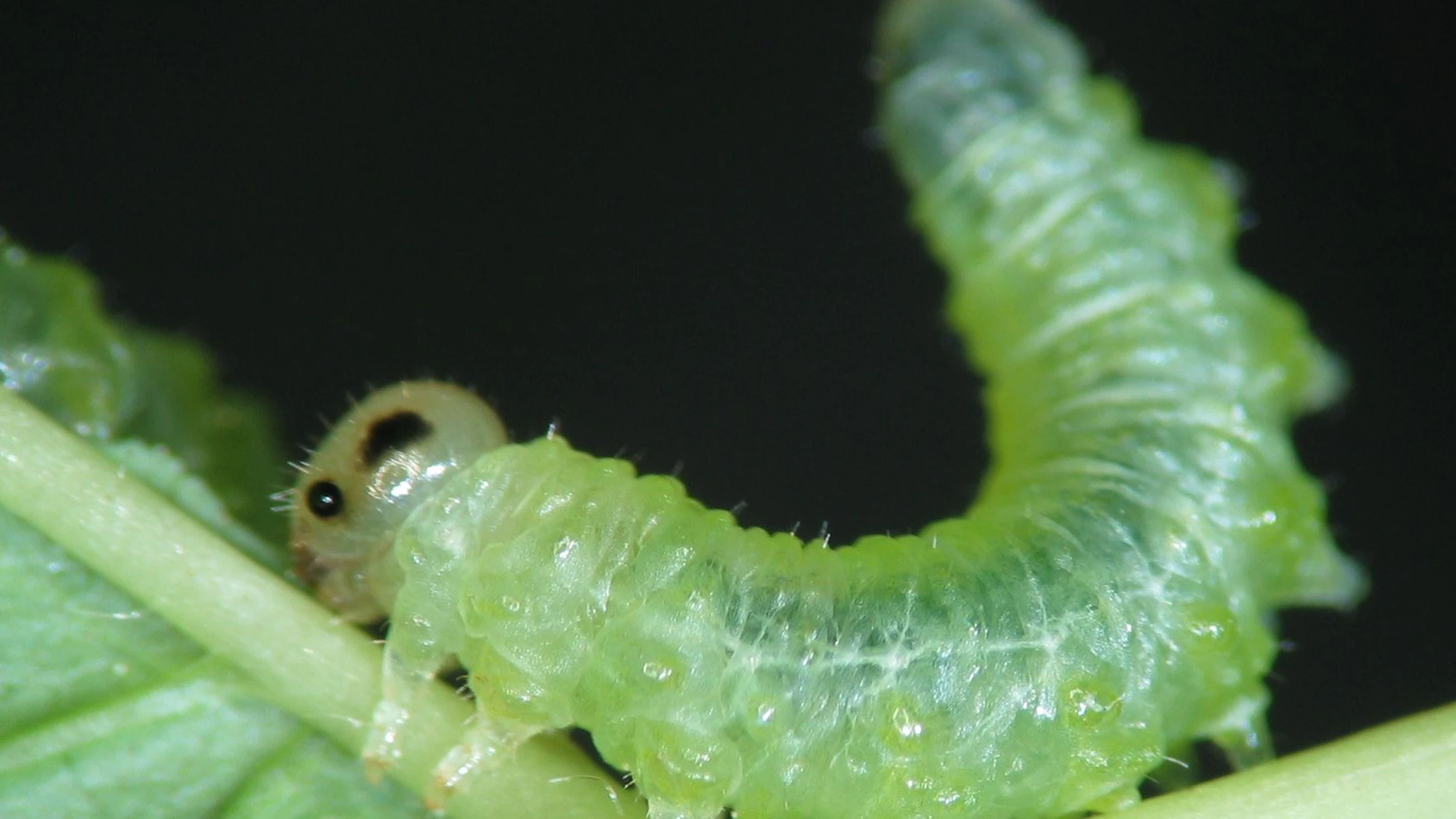 Bladwesplarve Nematus spiraeae. Door het achterlijf op te tillen, blijft de larve paraat om een ‘geurencocktail’ te verspreiden. Bladwesplarve Nematus spiraeae. Door het achterlijf op te tillen, blijft de larve paraat om een ‘geurencocktail’ te verspreiden.