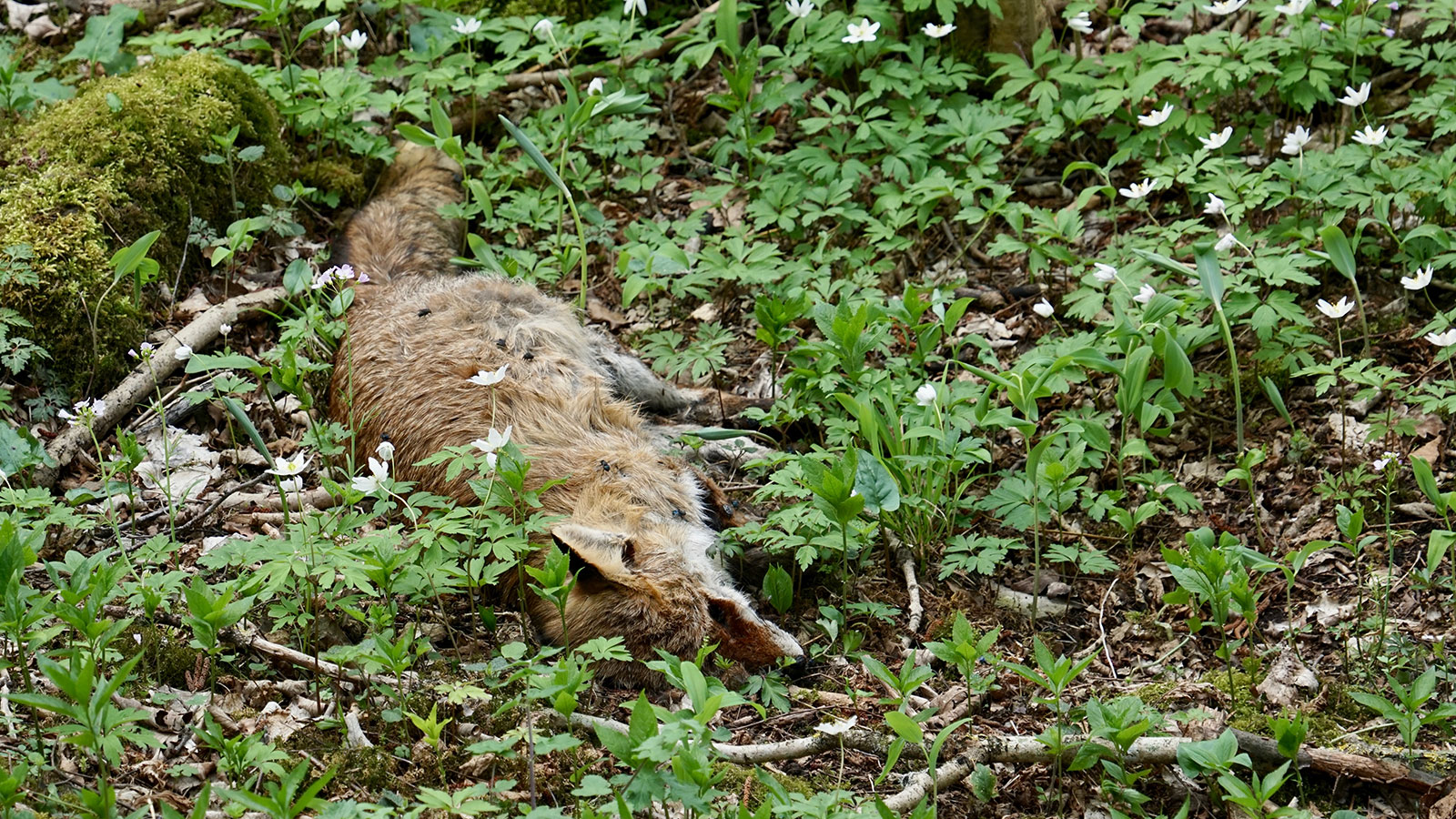 Onze bossen smeken om dode dieren