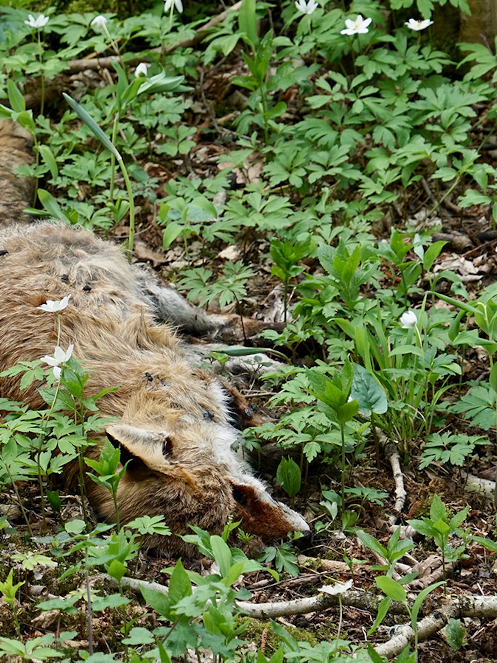 Onze bossen smeken om dode dieren