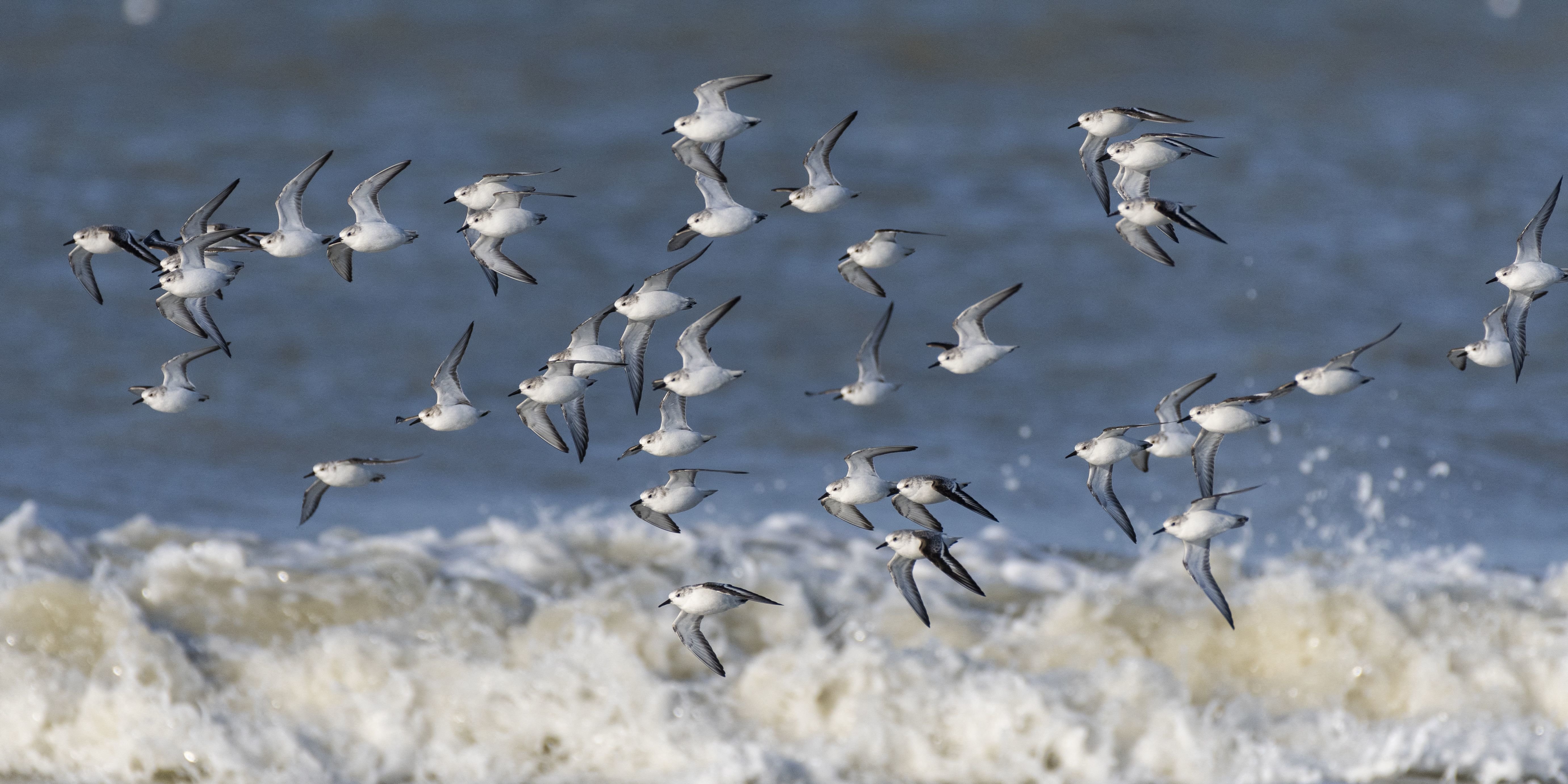 Lichtgekleurde vleugels helpen trekvogels bij migratie