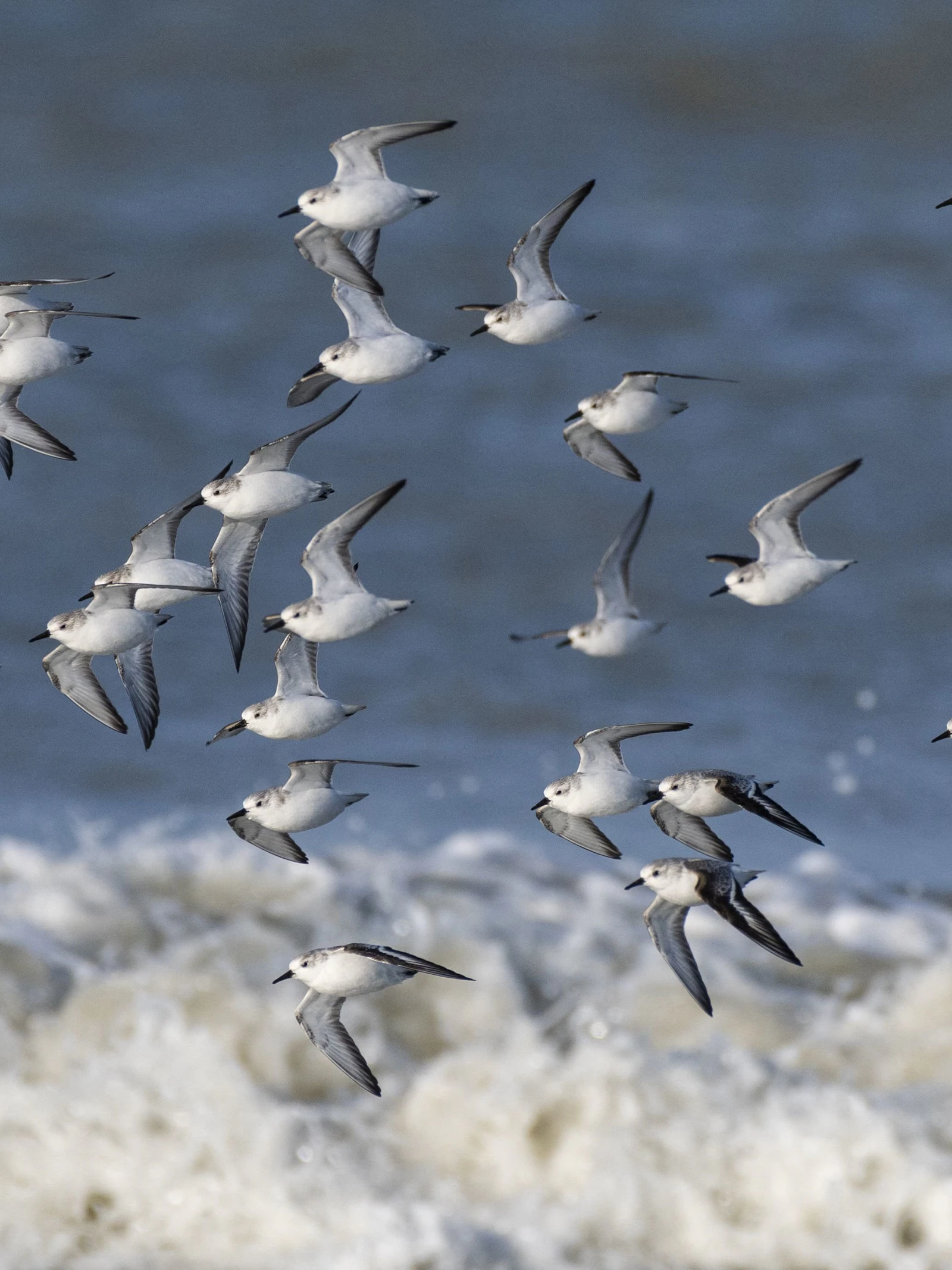 Lichtgekleurde vleugels helpen trekvogels bij migratie