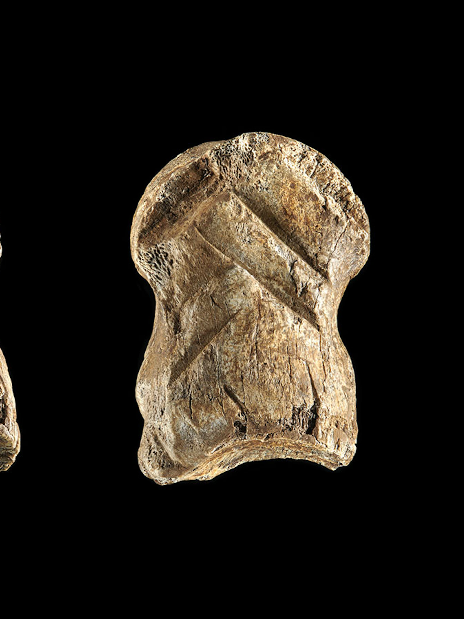 ‘De moderne mens leerde van de neanderthaler, niet omgekeerd’