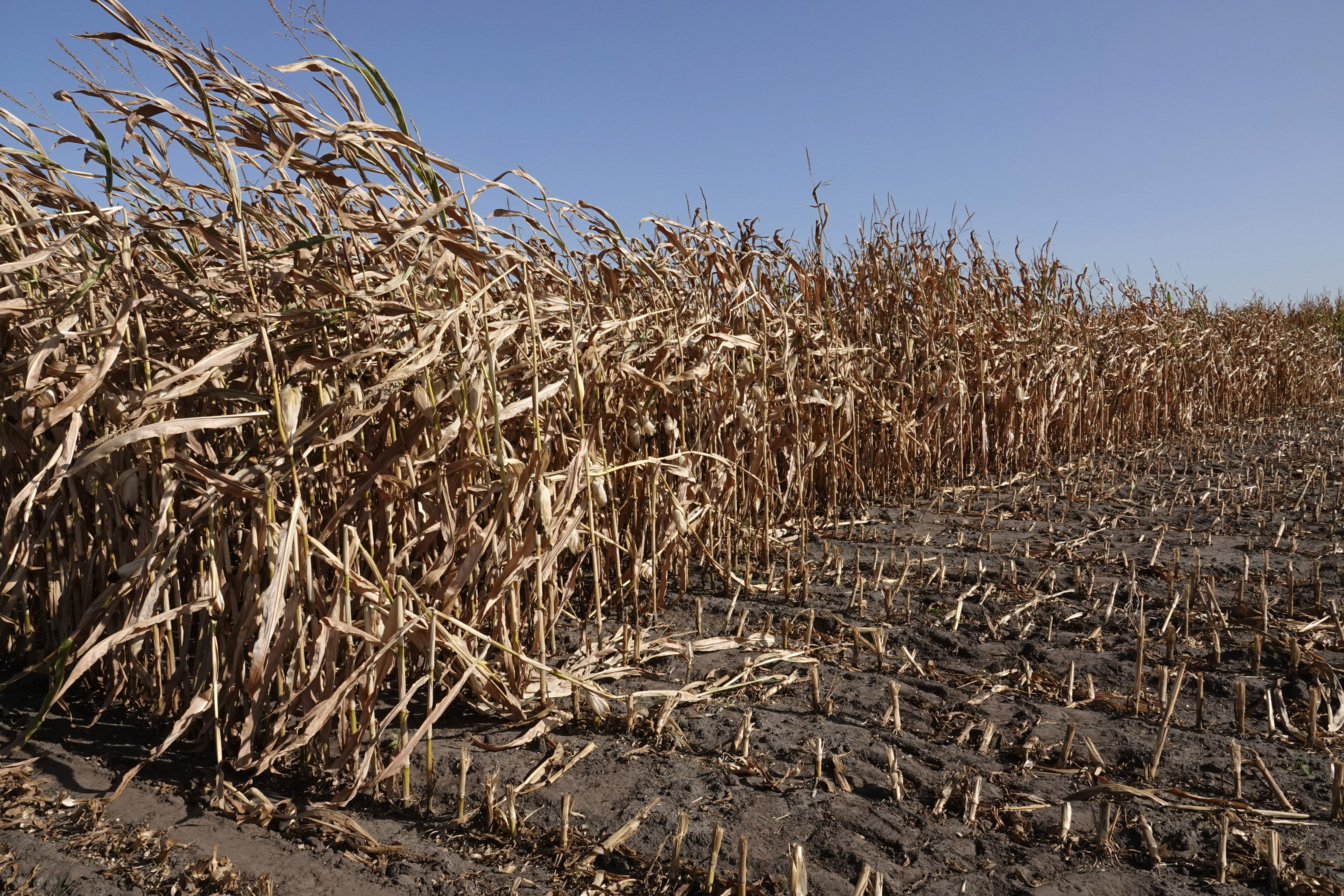 Bestand tegen droogte