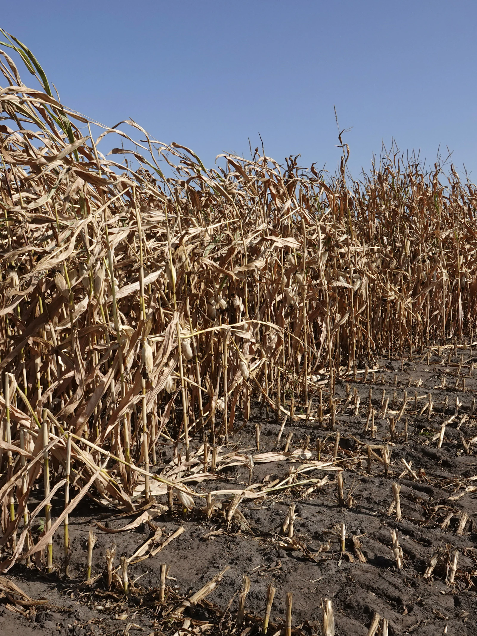 Bestand tegen droogte