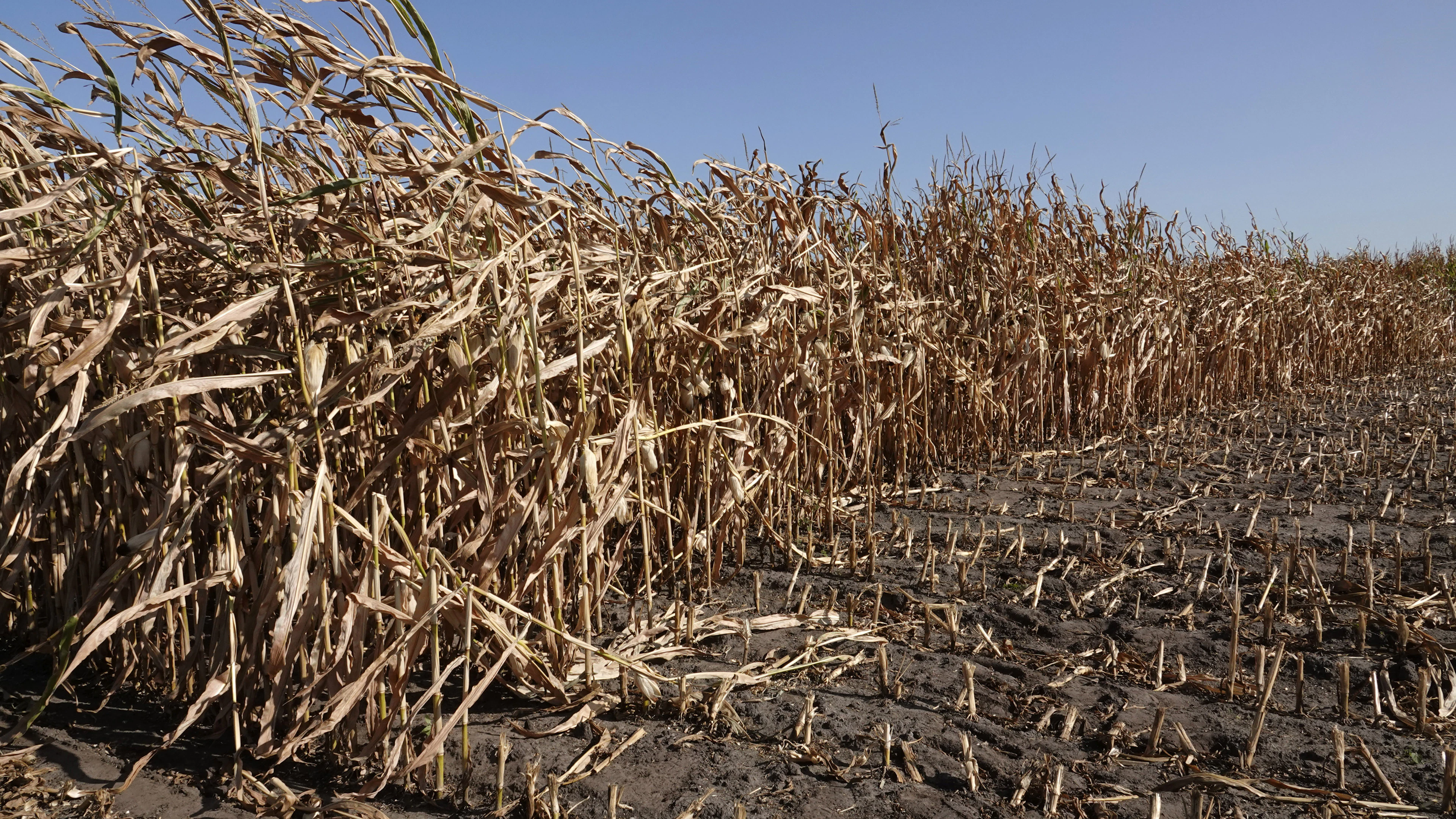 Bestand tegen droogte