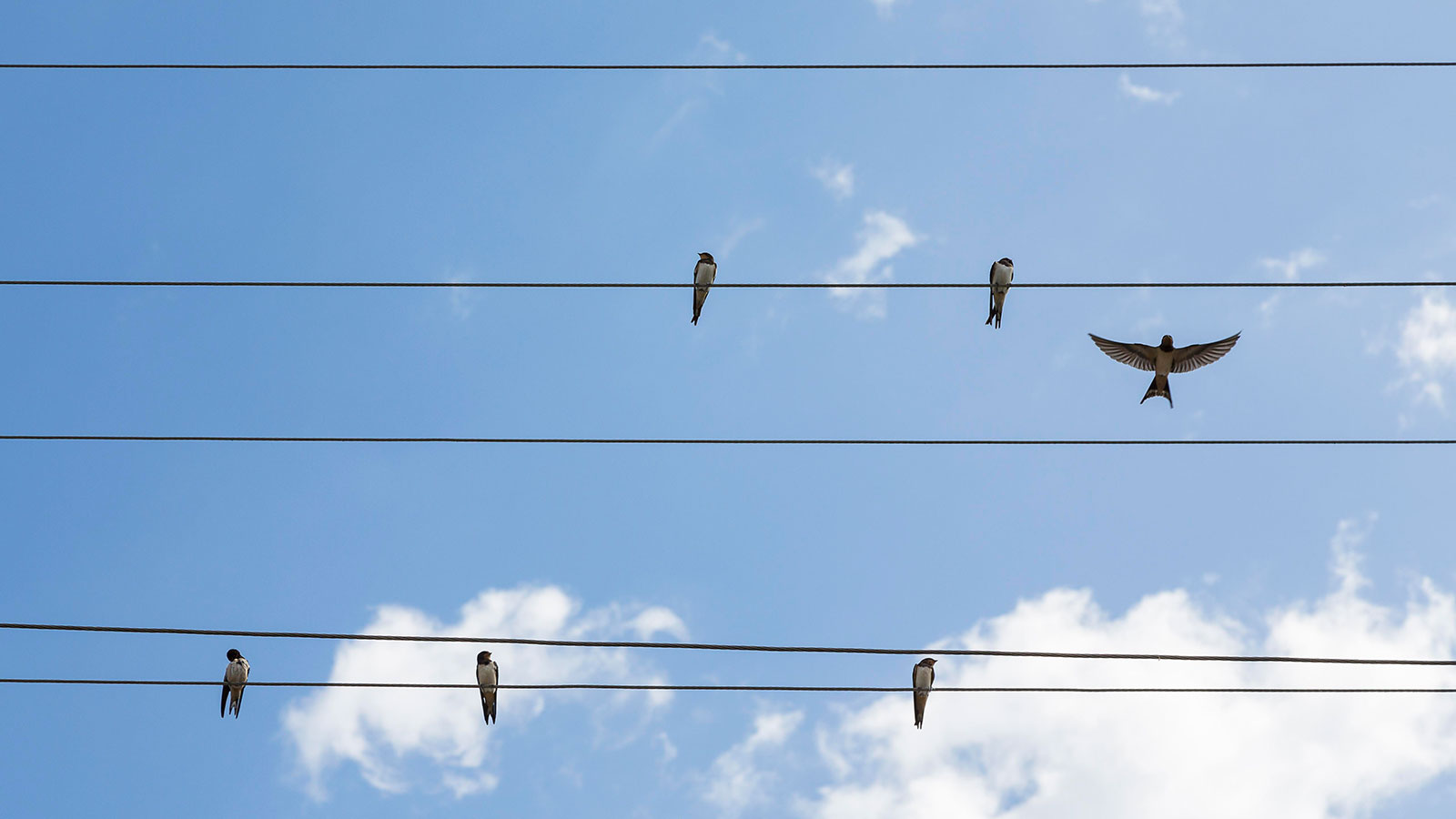 Bakens op hoogspanningslijnen redden vogels
