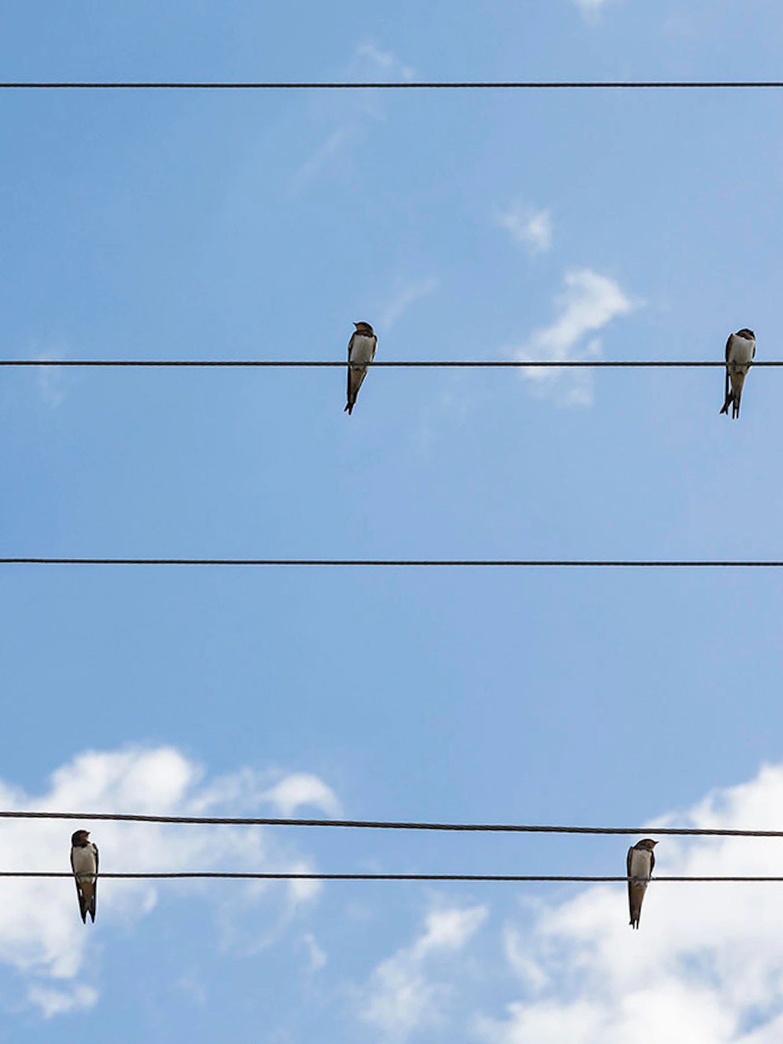 Bakens op hoogspanningslijnen redden vogels